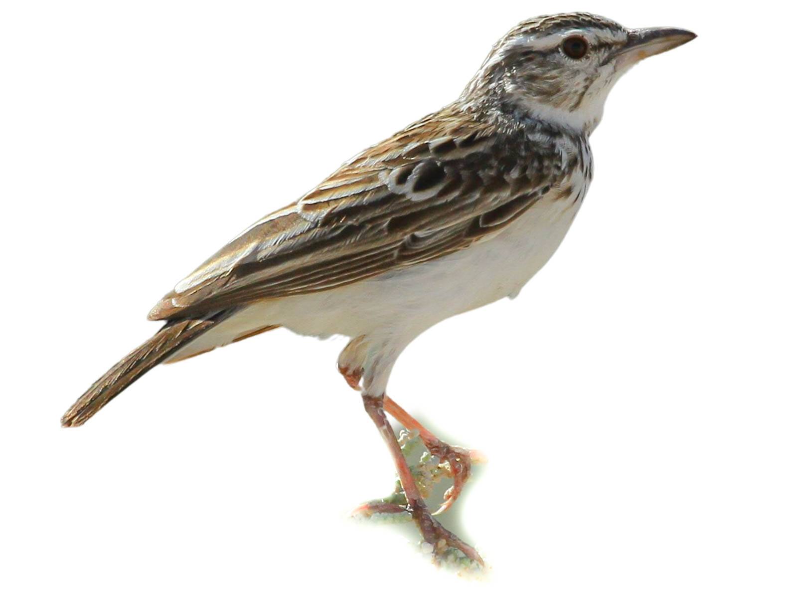 A photo of a Sabota Lark (Calendulauda sabota)