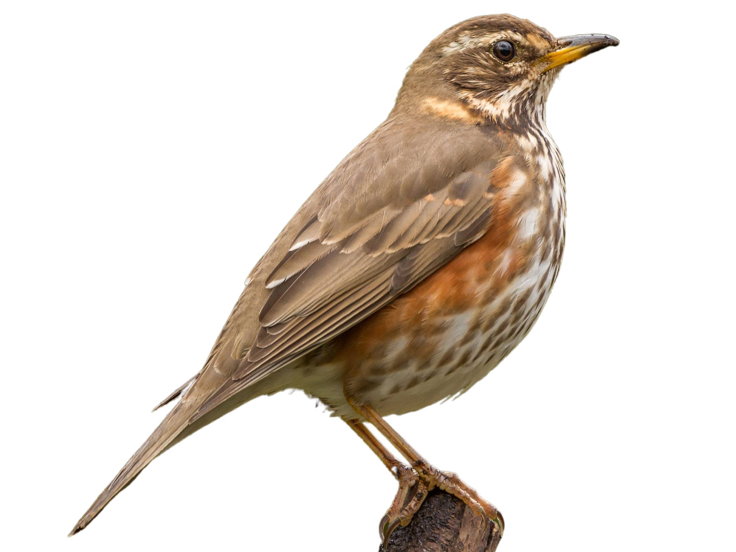 A photo of a Redwing (Turdus iliacus)