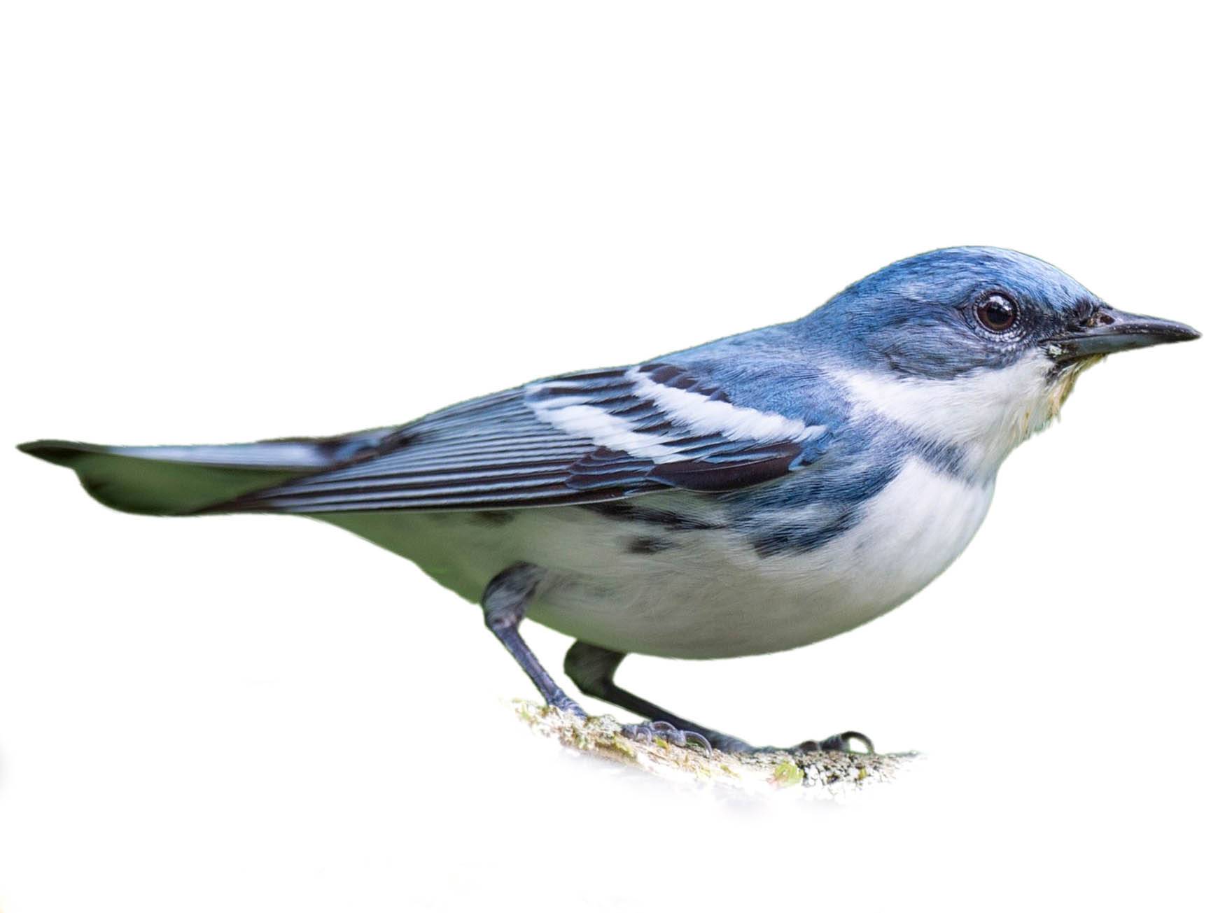 A photo of a Cerulean Warbler (Setophaga cerulea), male