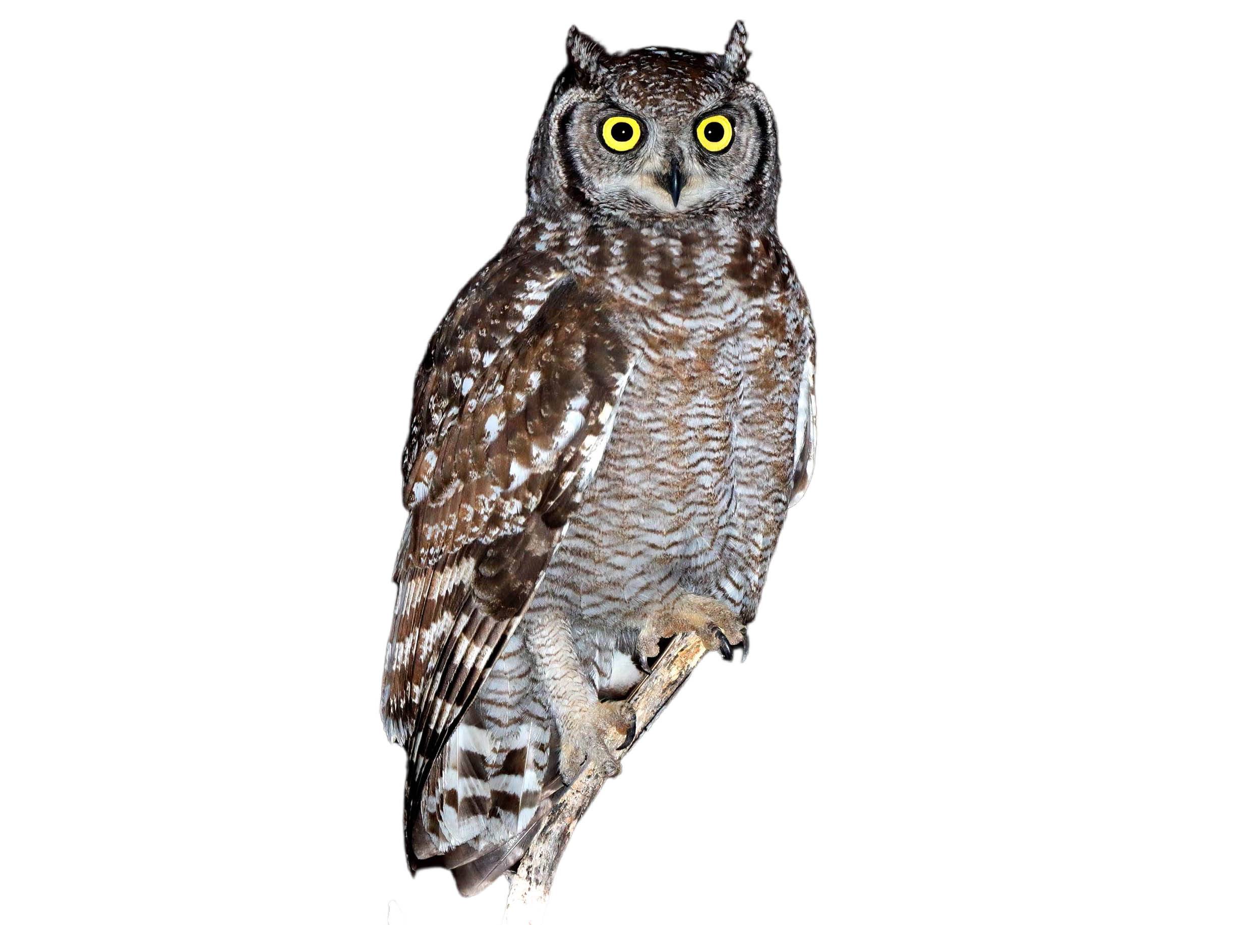 A photo of a Spotted Eagle-Owl (Bubo africanus)