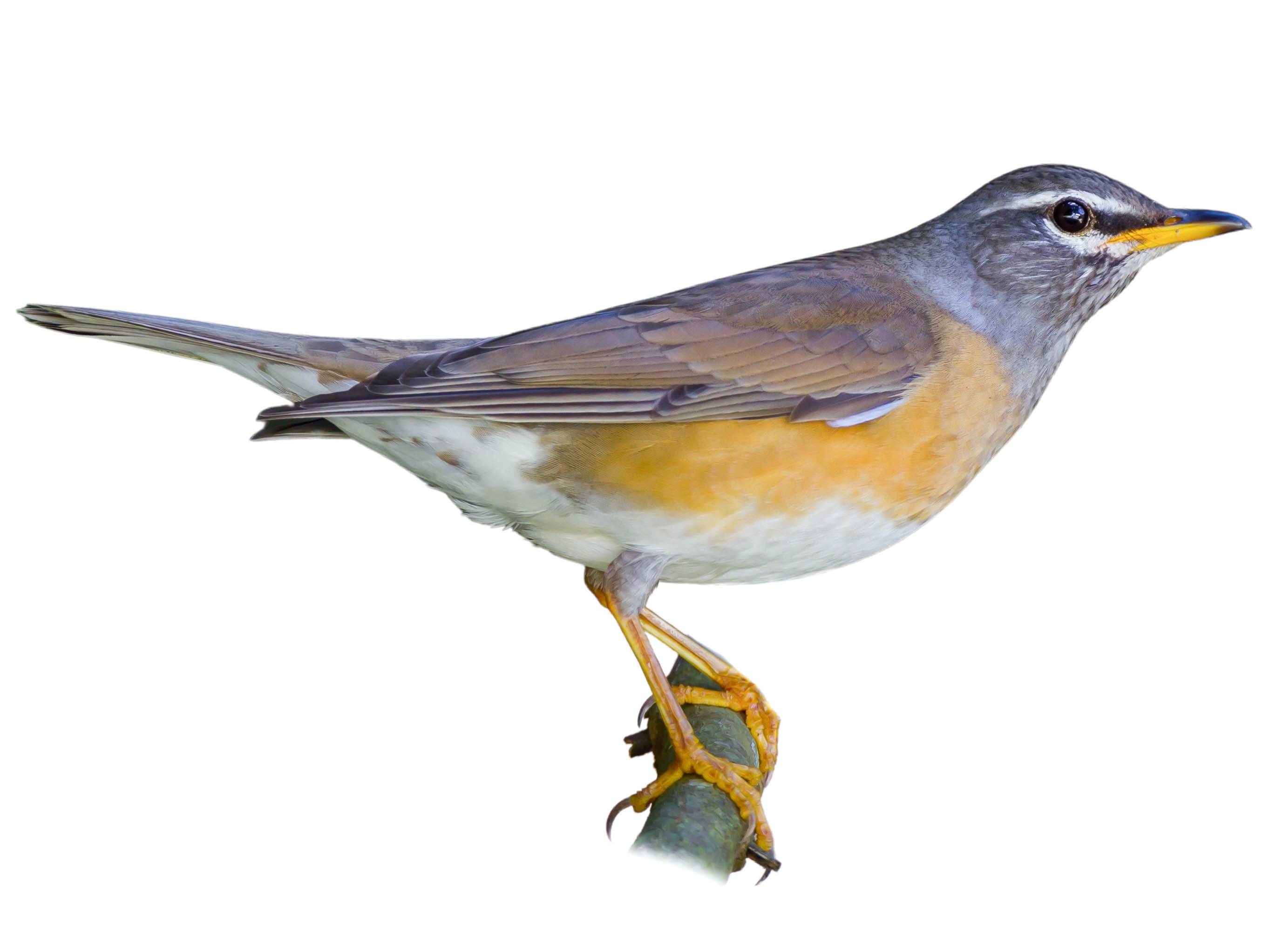 A photo of a Eyebrowed Thrush (Turdus obscurus)