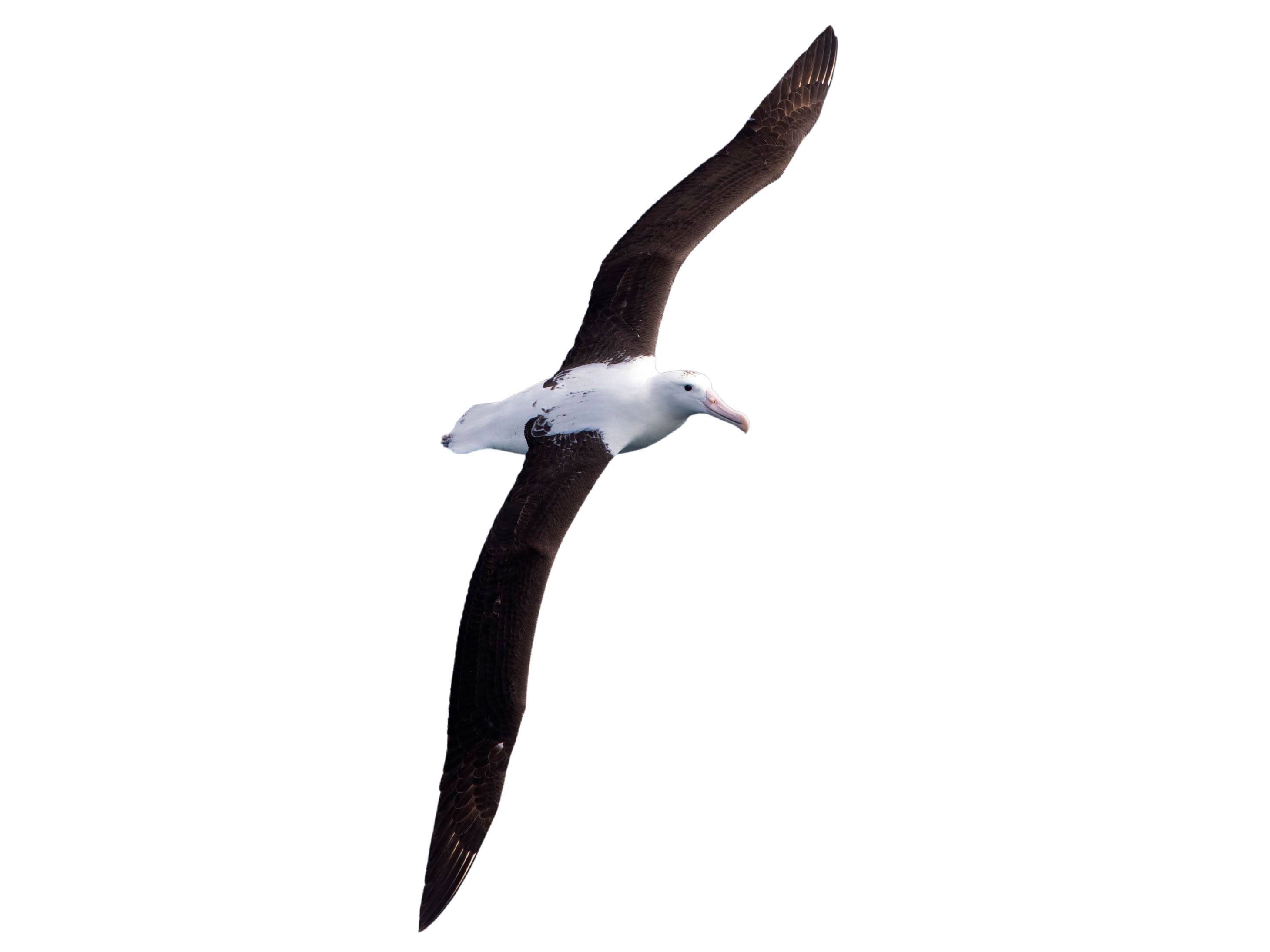 A photo of a Northern Royal Albatross (Diomedea sanfordi)