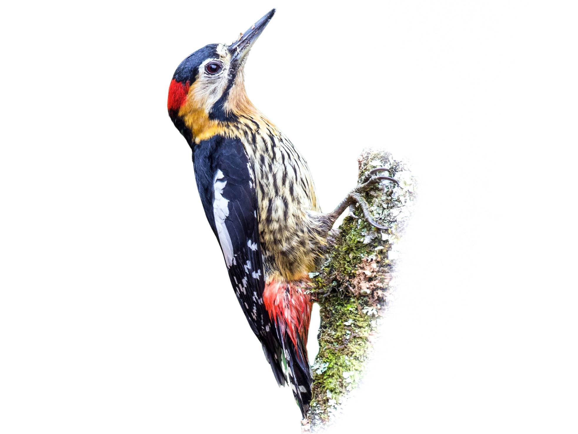 A photo of a Darjeeling Woodpecker (Dendrocopos darjellensis), male