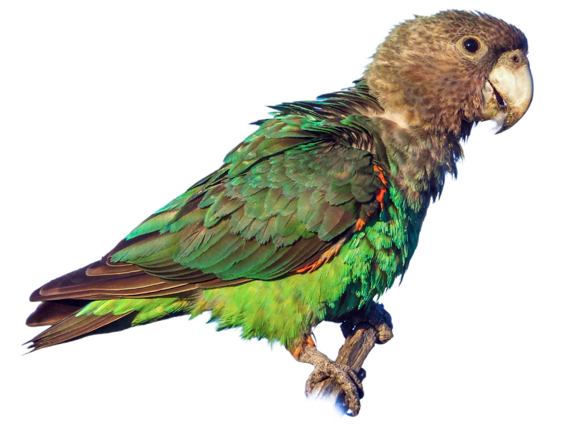 A photo of a Cape Parrot (Poicephalus robustus), male