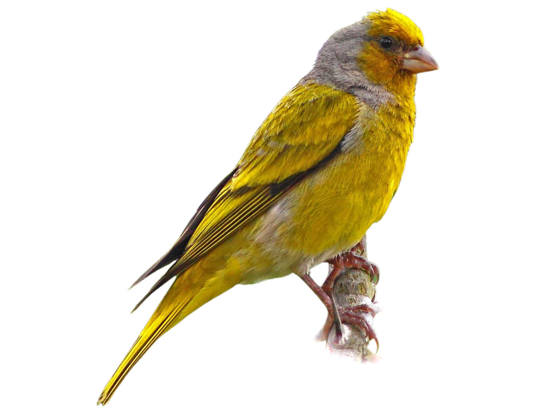 A photo of a Cape Canary (Serinus canicollis), male