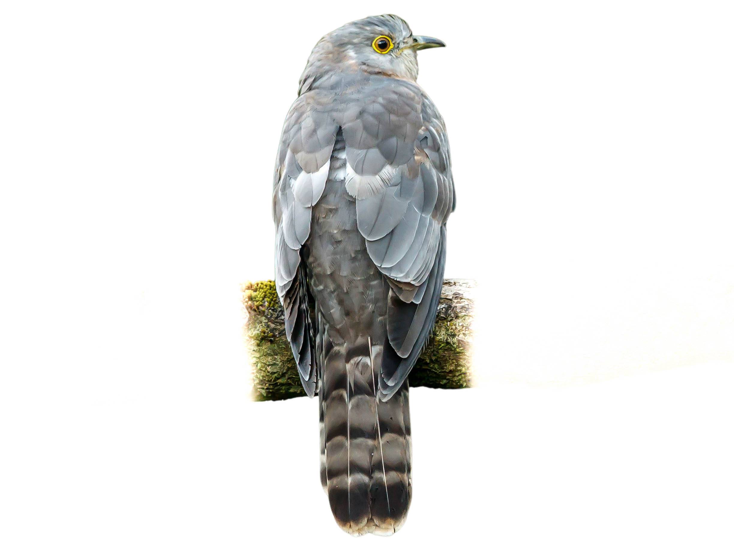 A photo of a Common Hawk-Cuckoo (Hierococcyx varius)