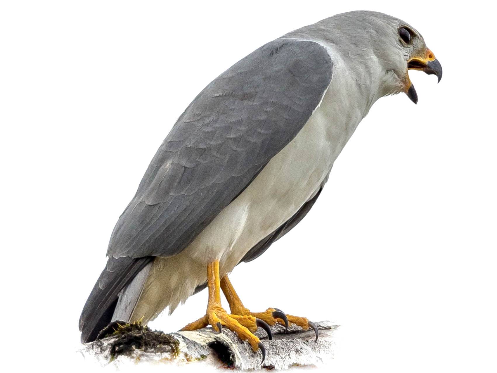 A photo of a Grey Goshawk (Accipiter novaehollandiae)