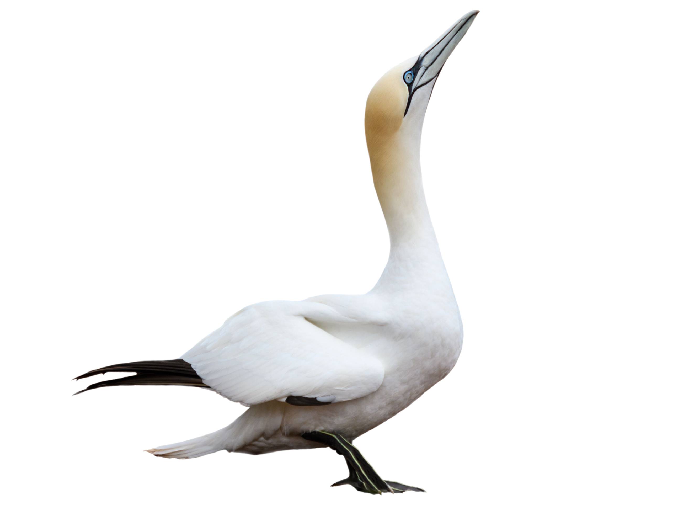 Northern Gannet Morus Bassanus Species Guide Birda