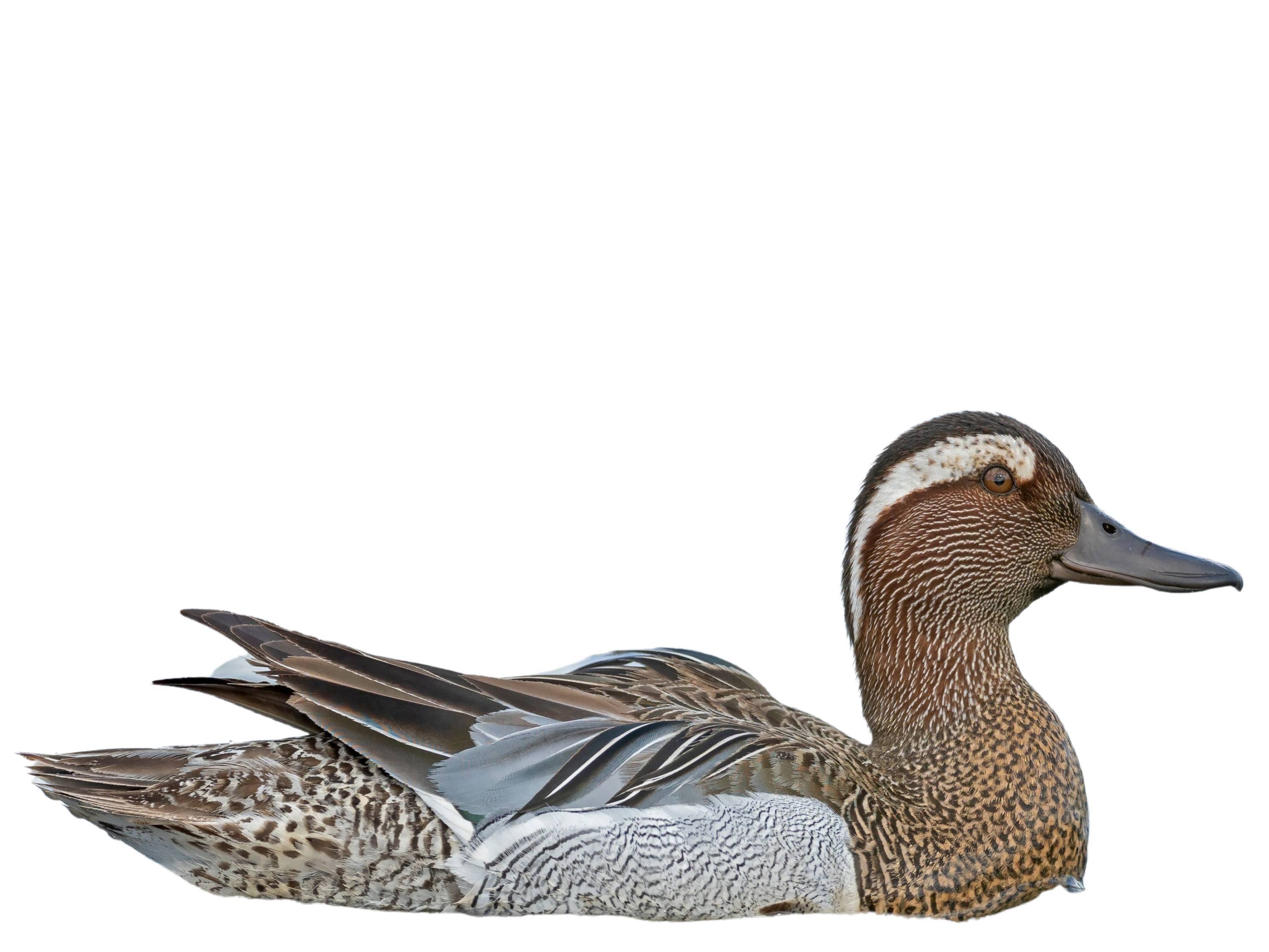 A photo of a Garganey (Spatula querquedula), male