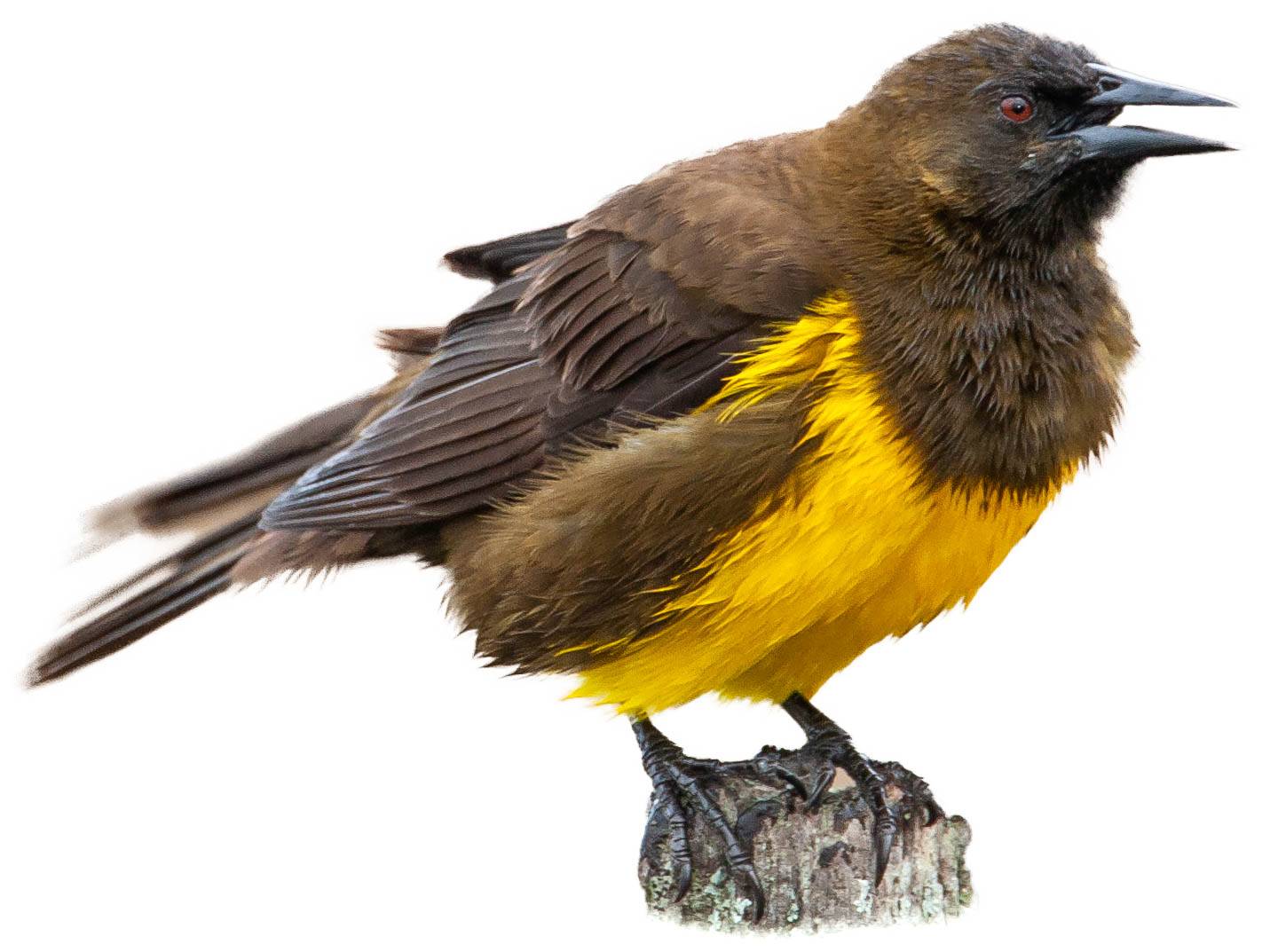 A photo of a Brown-and-yellow Marshbird (Pseudoleistes virescens)