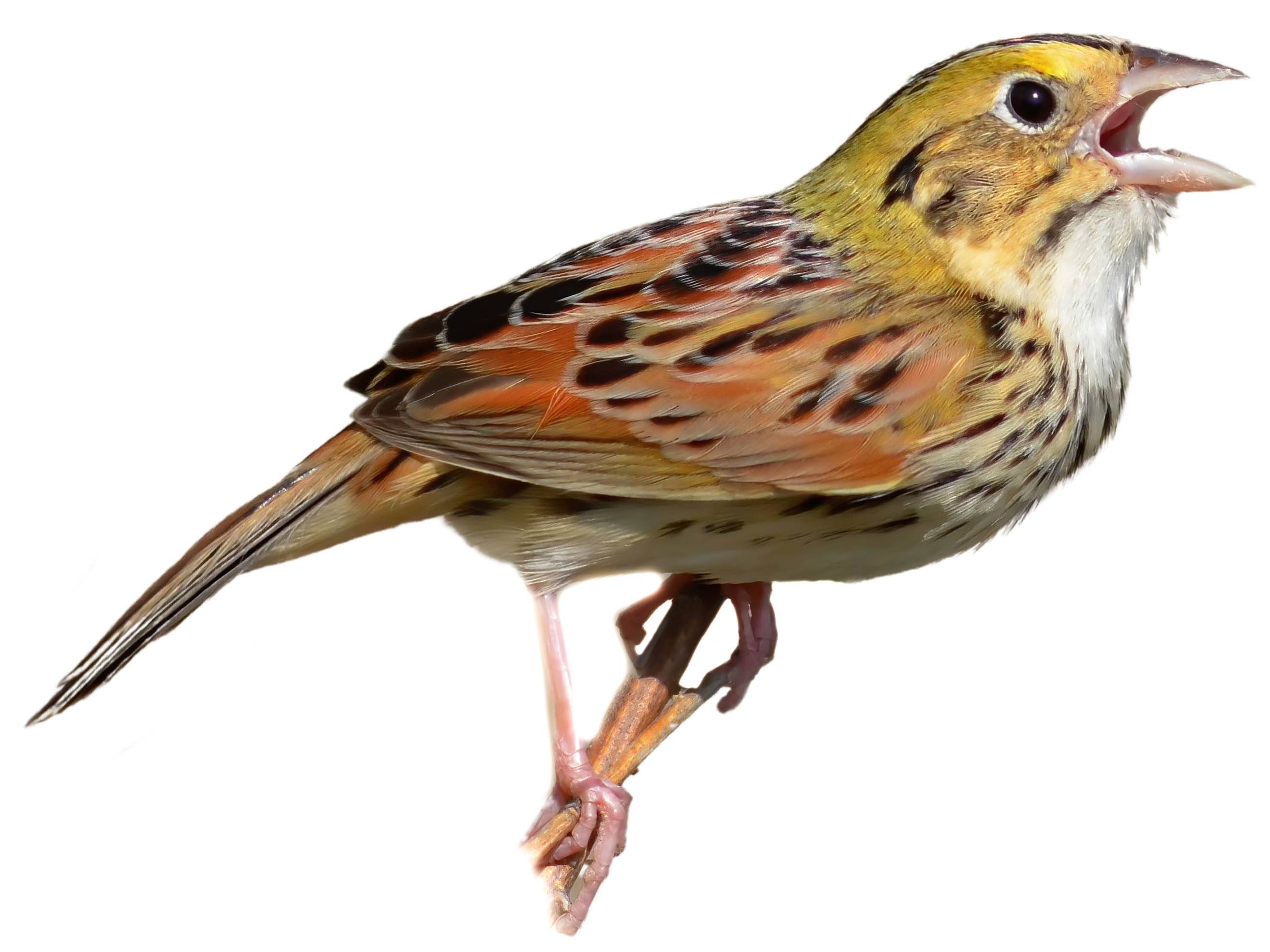 A photo of a Henslow's Sparrow (Centronyx henslowii)