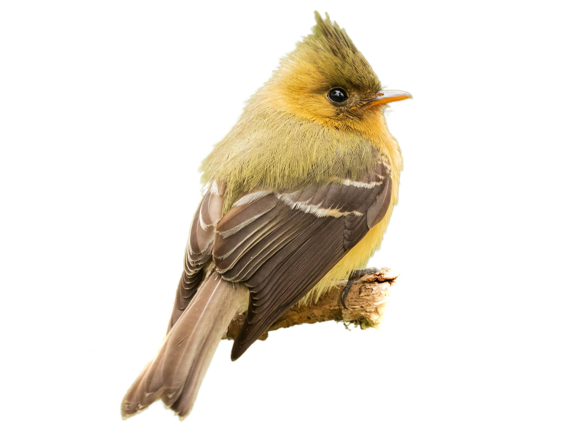 A photo of a Northern Tufted Flycatcher (Mitrephanes phaeocercus)