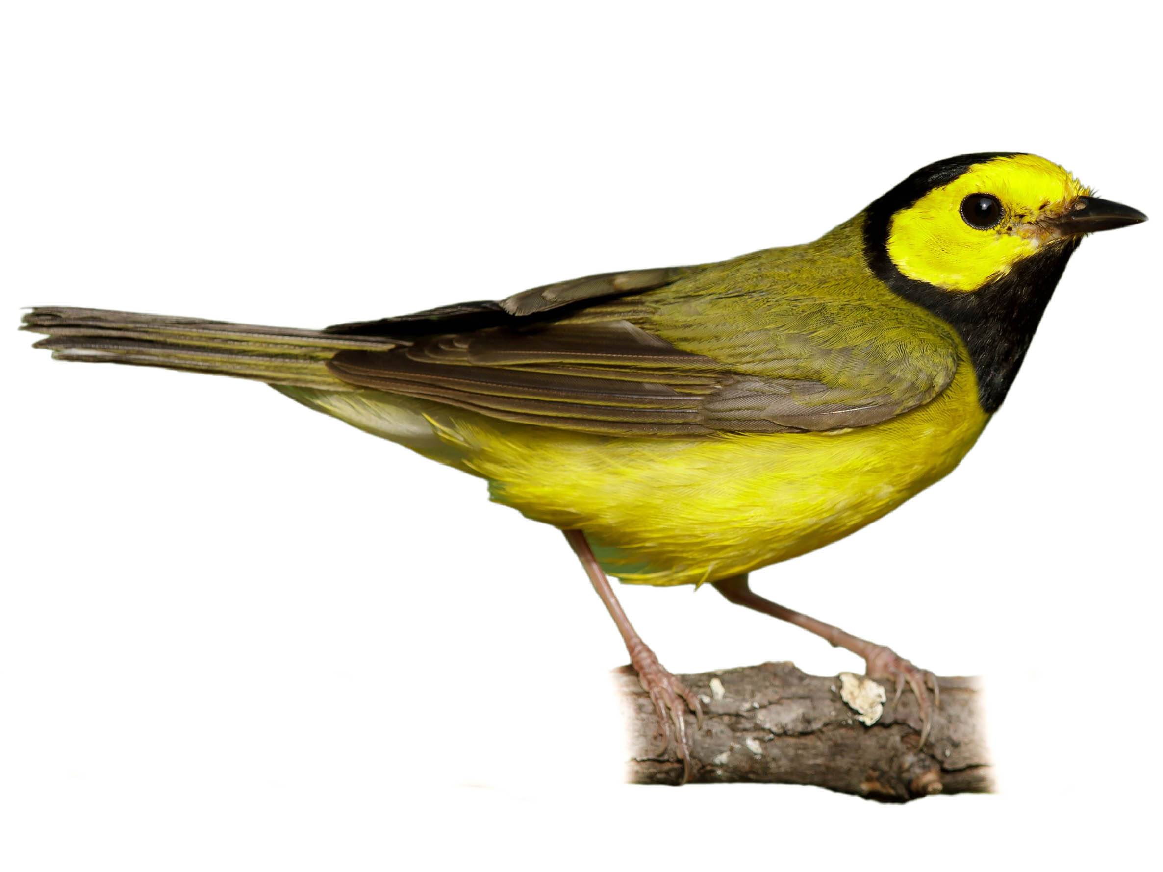 A photo of a Hooded Warbler (Setophaga citrina), male