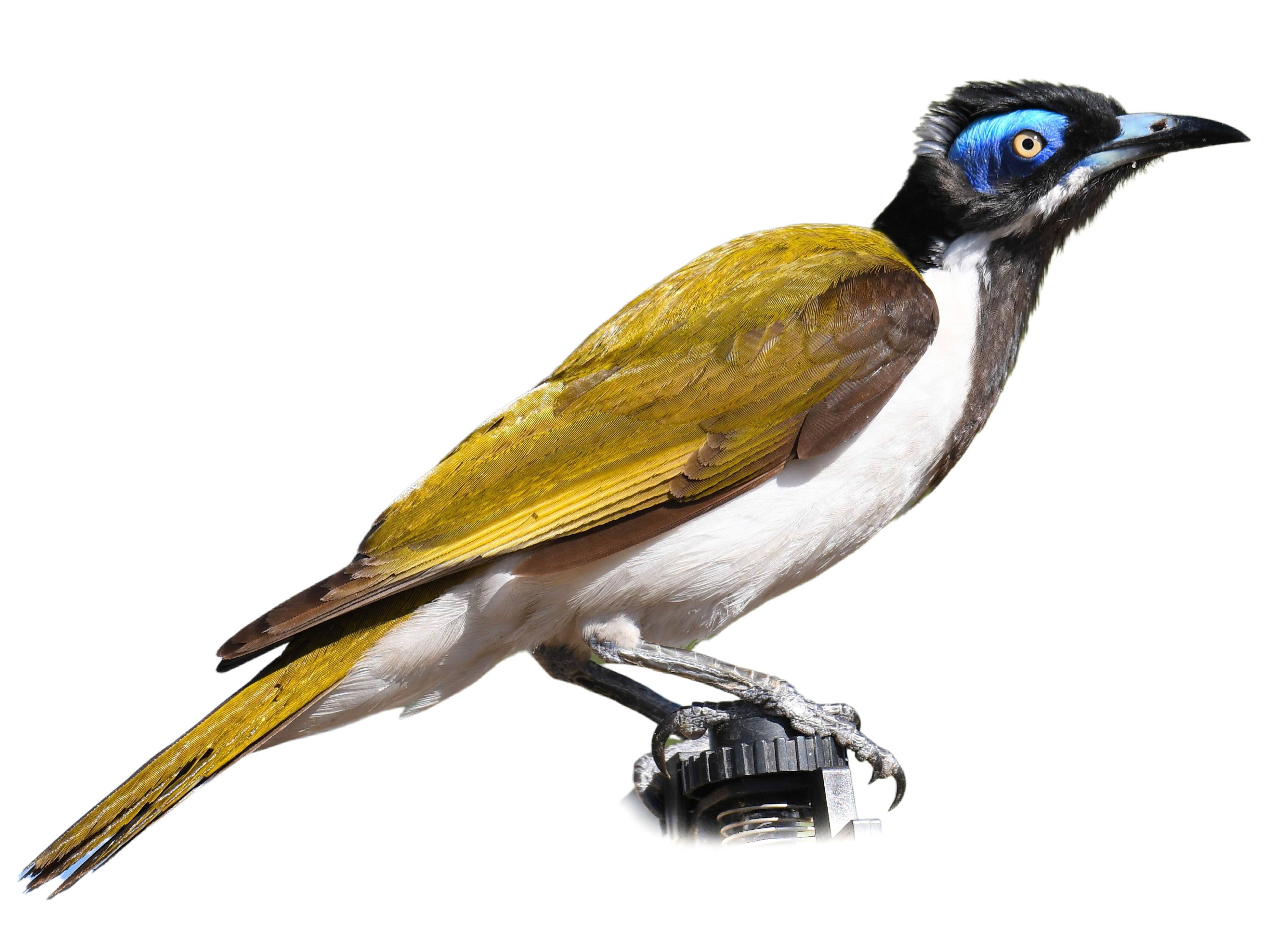 A photo of a Blue-faced Honeyeater (Entomyzon cyanotis)