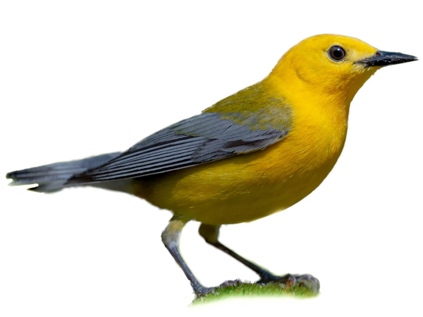 A photo of a Prothonotary Warbler (Protonotaria citrea), male