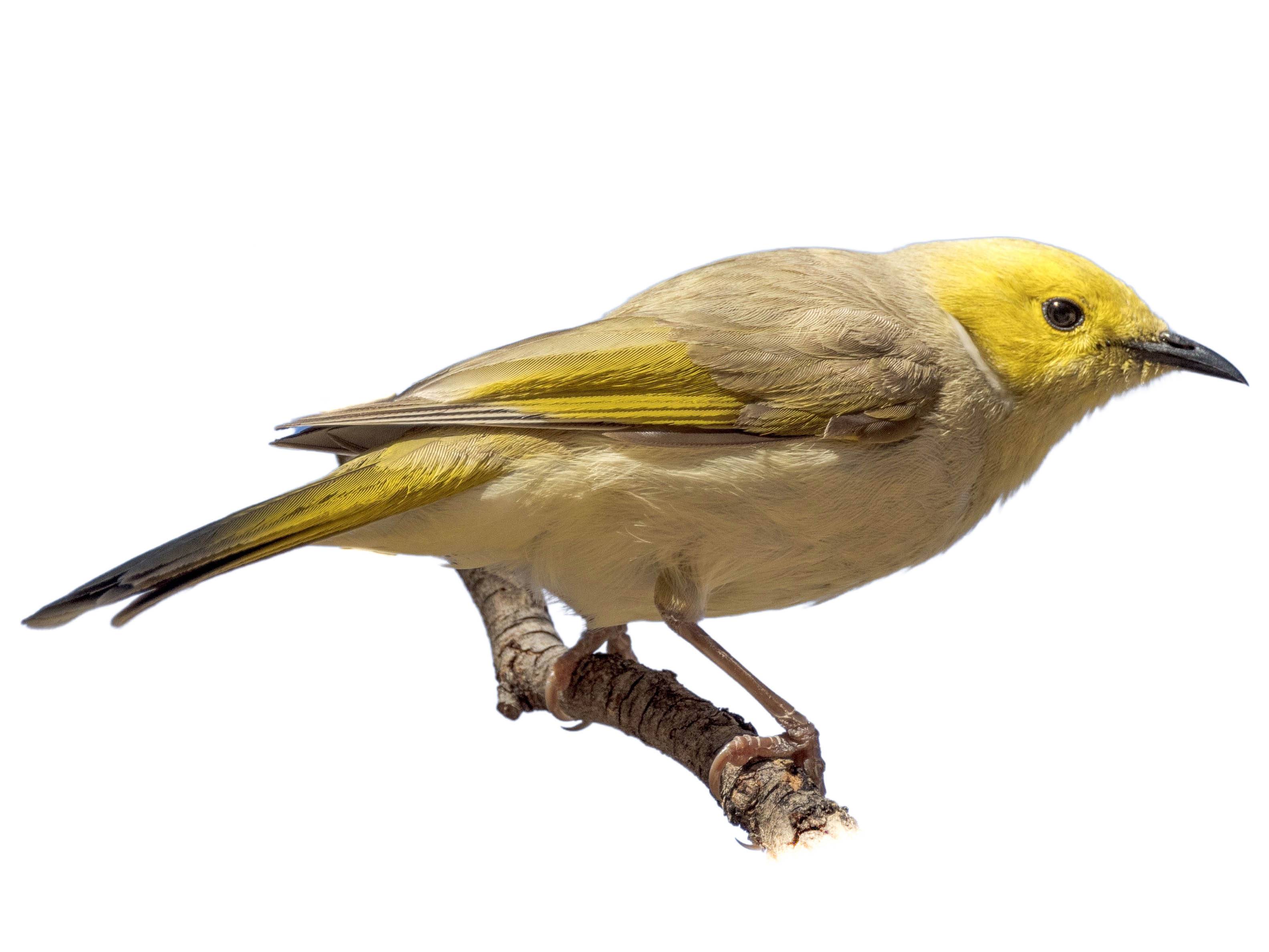 A photo of a White-plumed Honeyeater (Ptilotula penicillata)