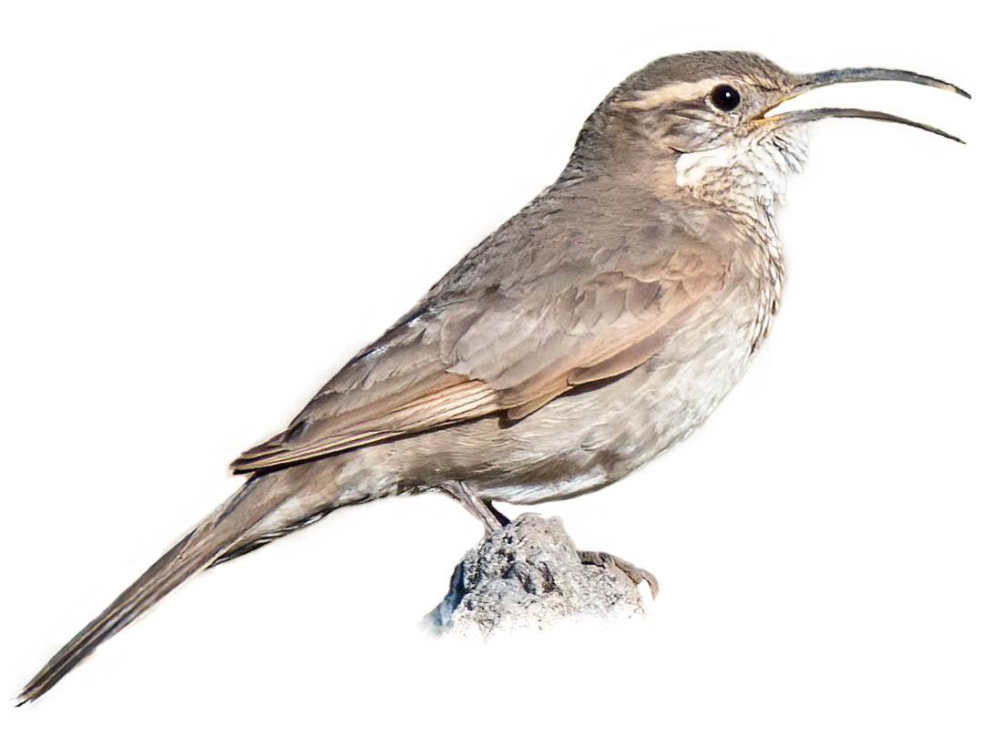 A photo of a Scale-throated Earthcreeper (Upucerthia dumetaria)