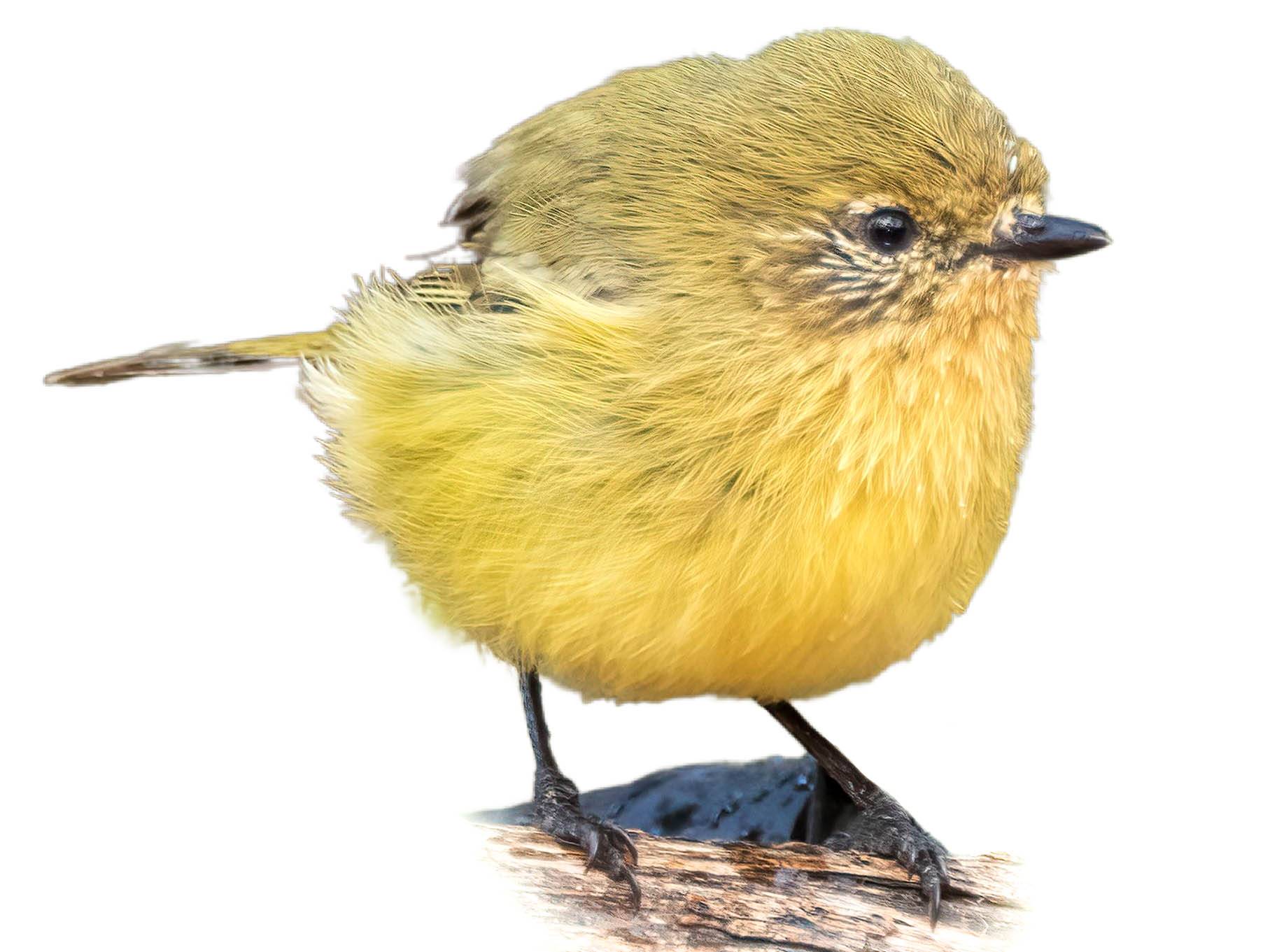 A photo of a Yellow Thornbill (Acanthiza nana)