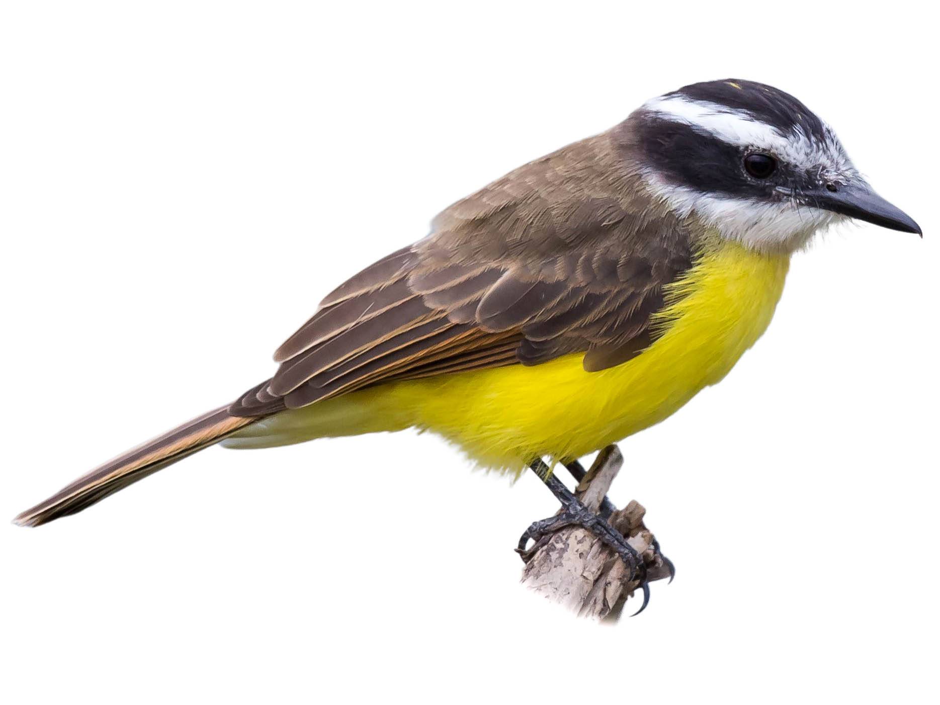 A photo of a Lesser Kiskadee (Philohydor lictor)