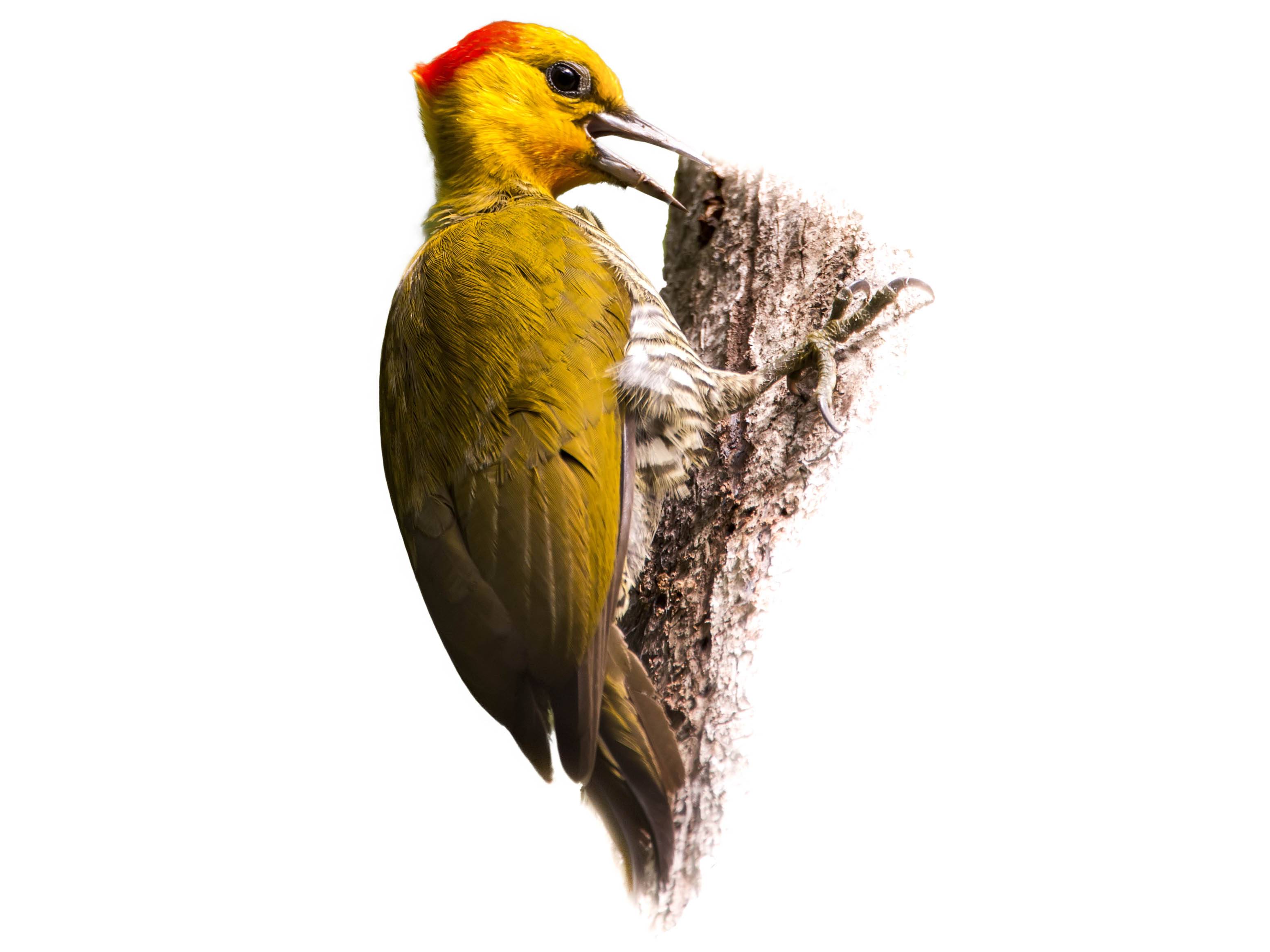 A photo of a Yellow-throated Woodpecker (Piculus flavigula), female