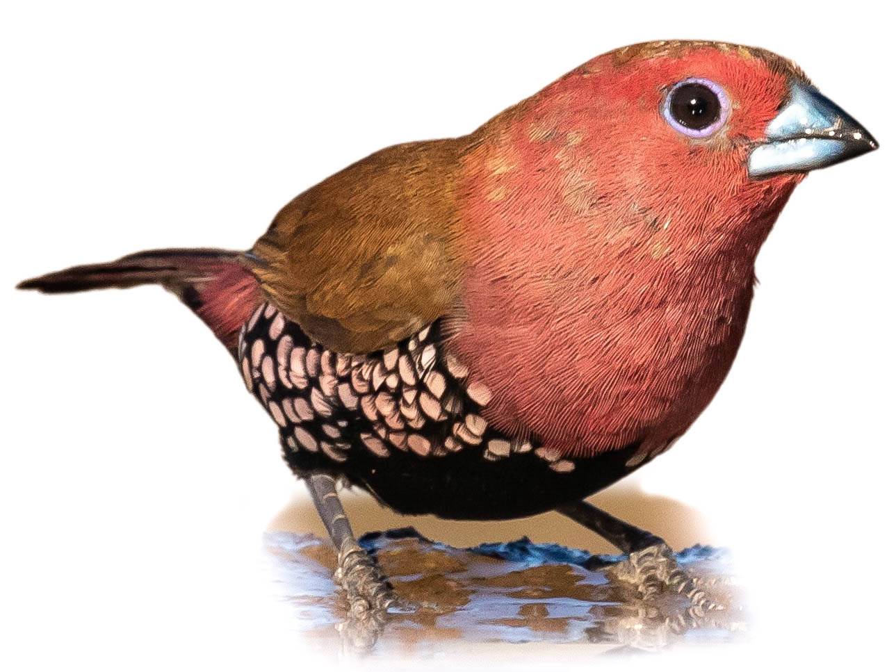 A photo of a Pink-throated Twinspot (Hypargos margaritatus), male