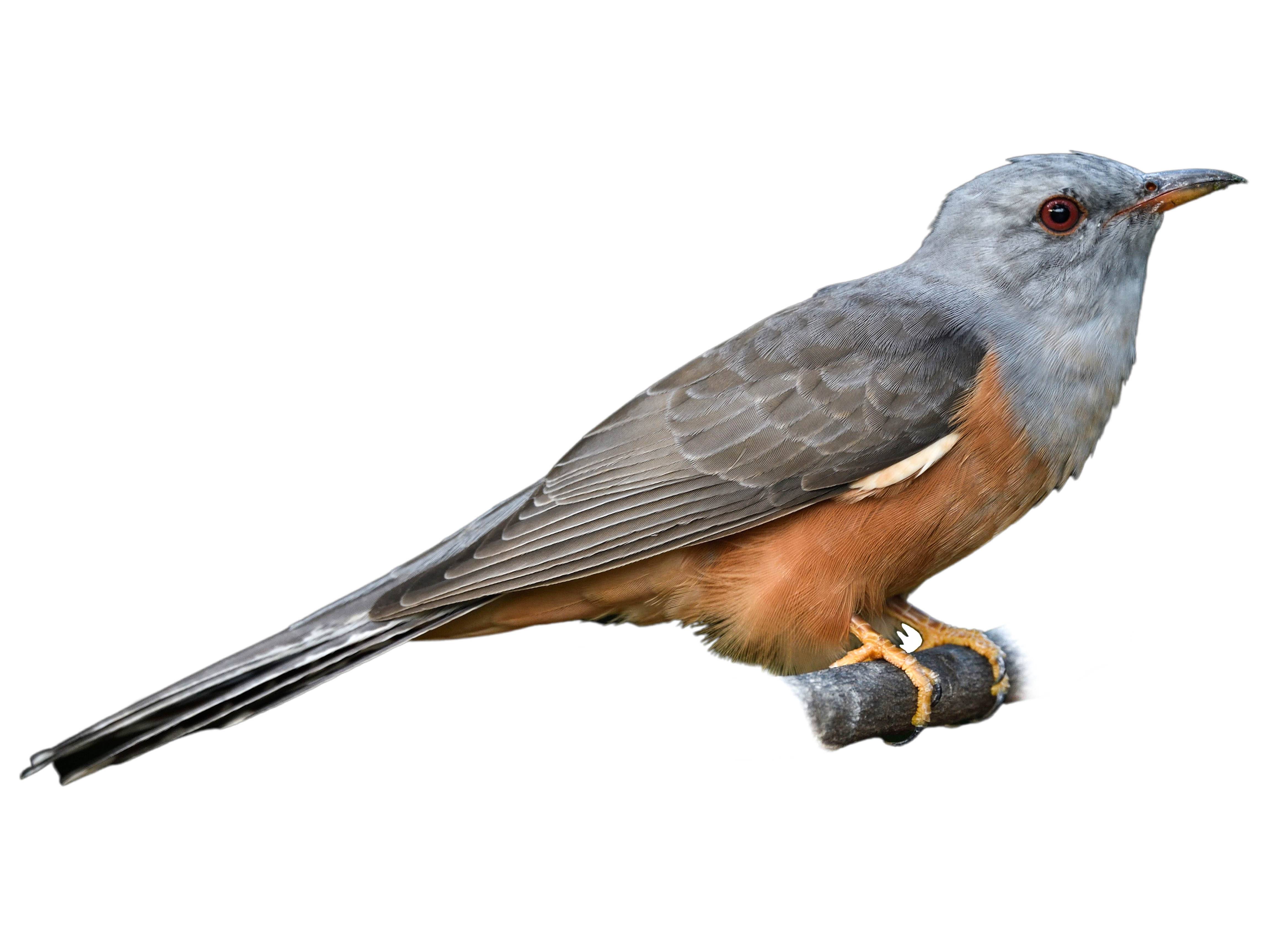 A photo of a Plaintive Cuckoo (Cacomantis merulinus), male