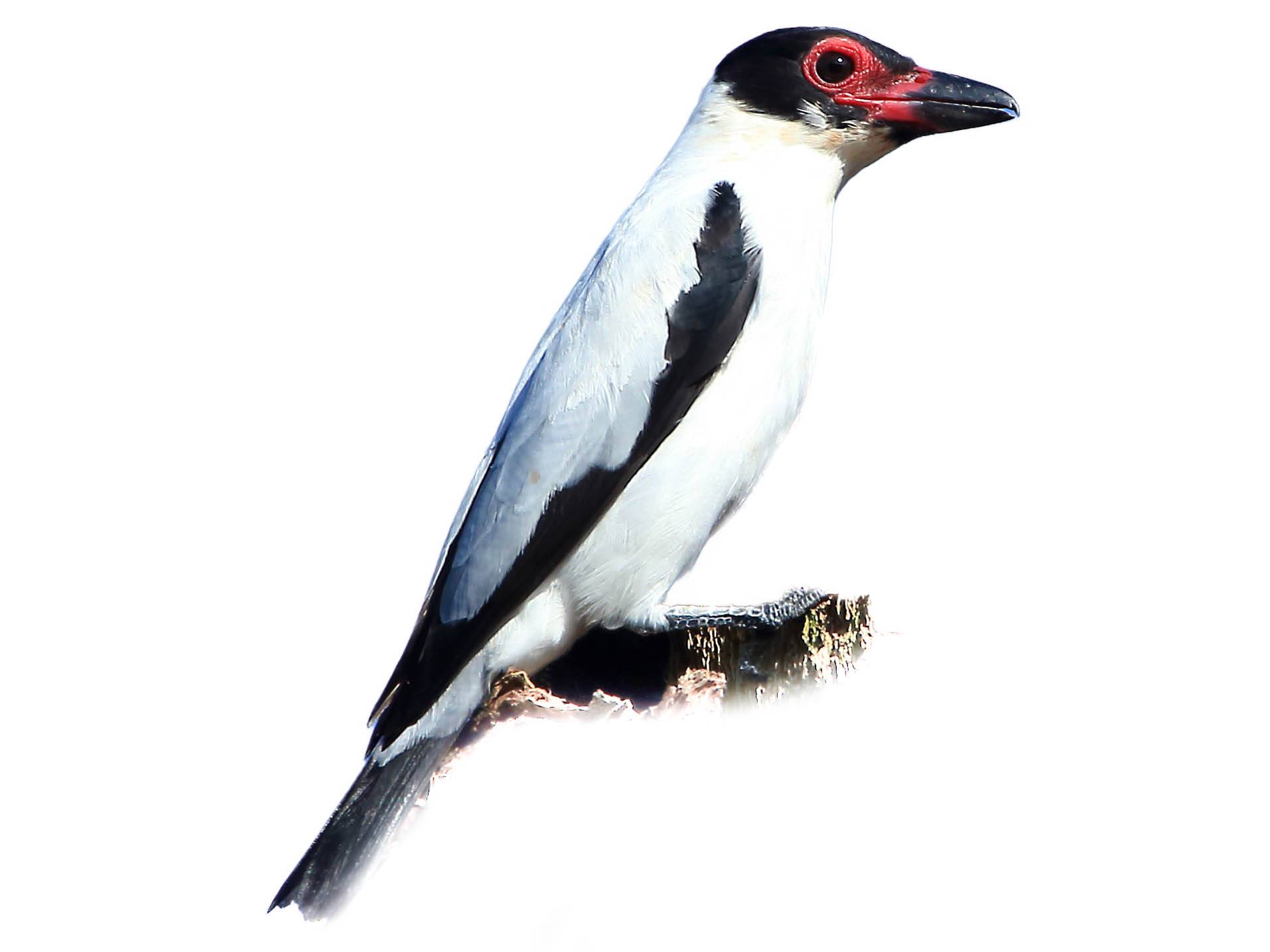 A photo of a Black-tailed Tityra (Tityra cayana), male