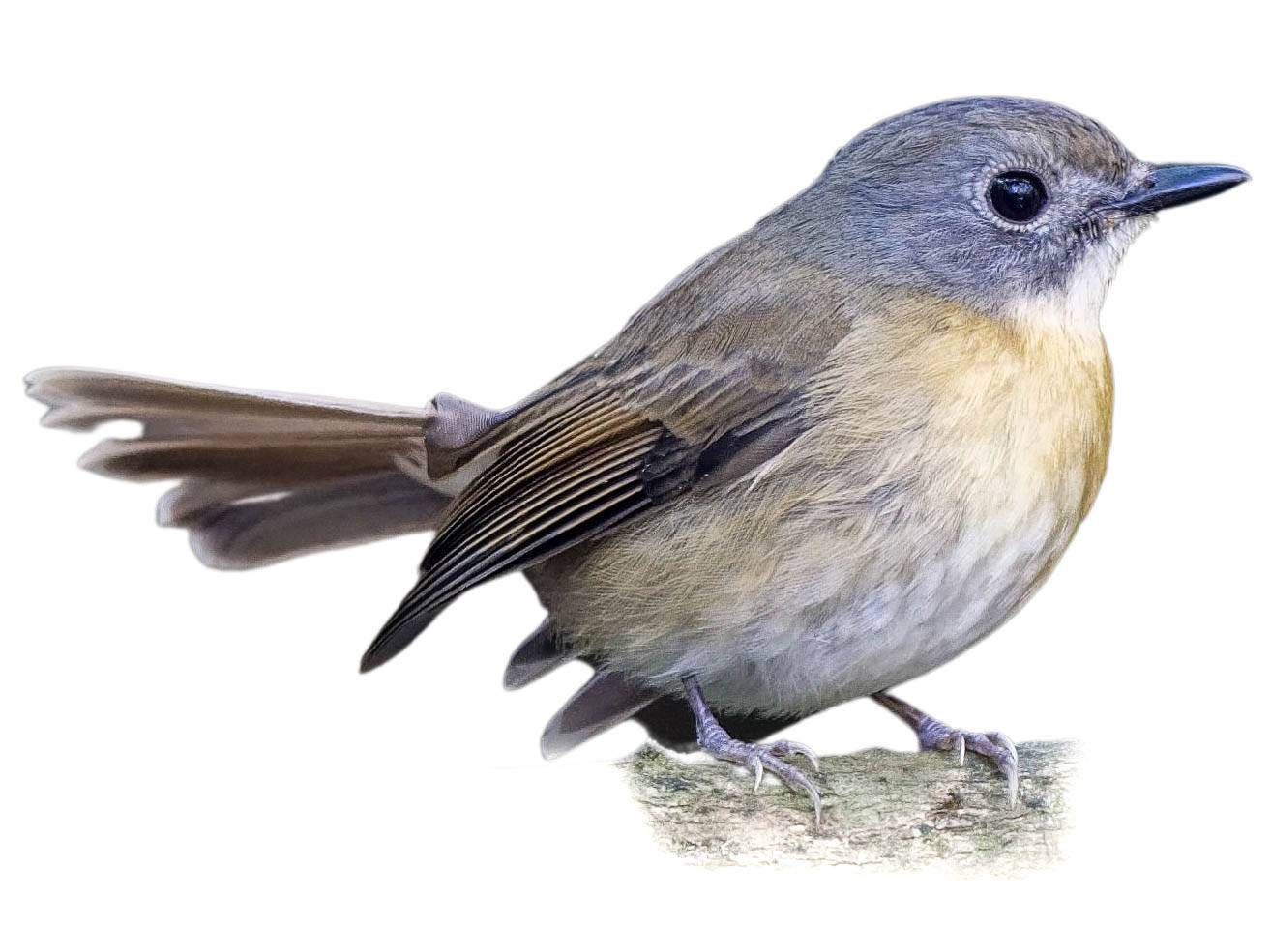 A photo of a Pale-chinned Blue Flycatcher (Cyornis poliogenys)