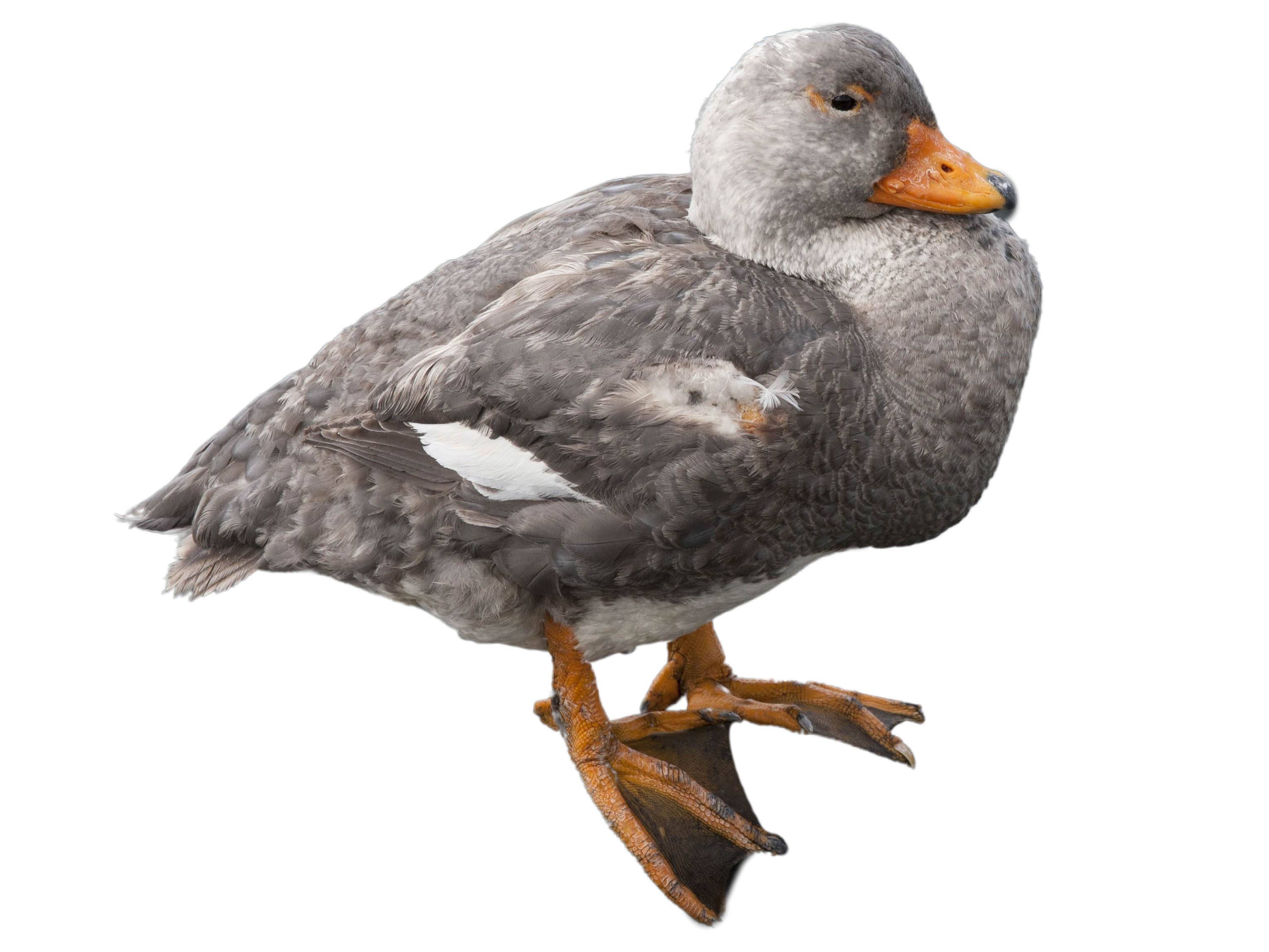 A photo of a Fuegian Steamer Duck (Tachyeres pteneres)