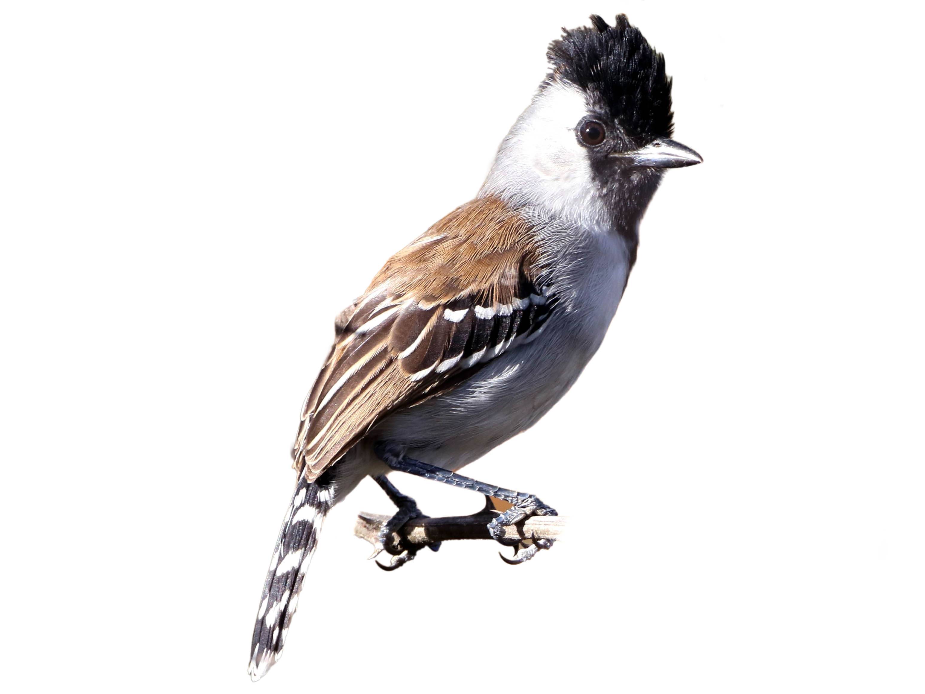 A photo of a Silvery-cheeked Antshrike (Sakesphoroides cristatus), male