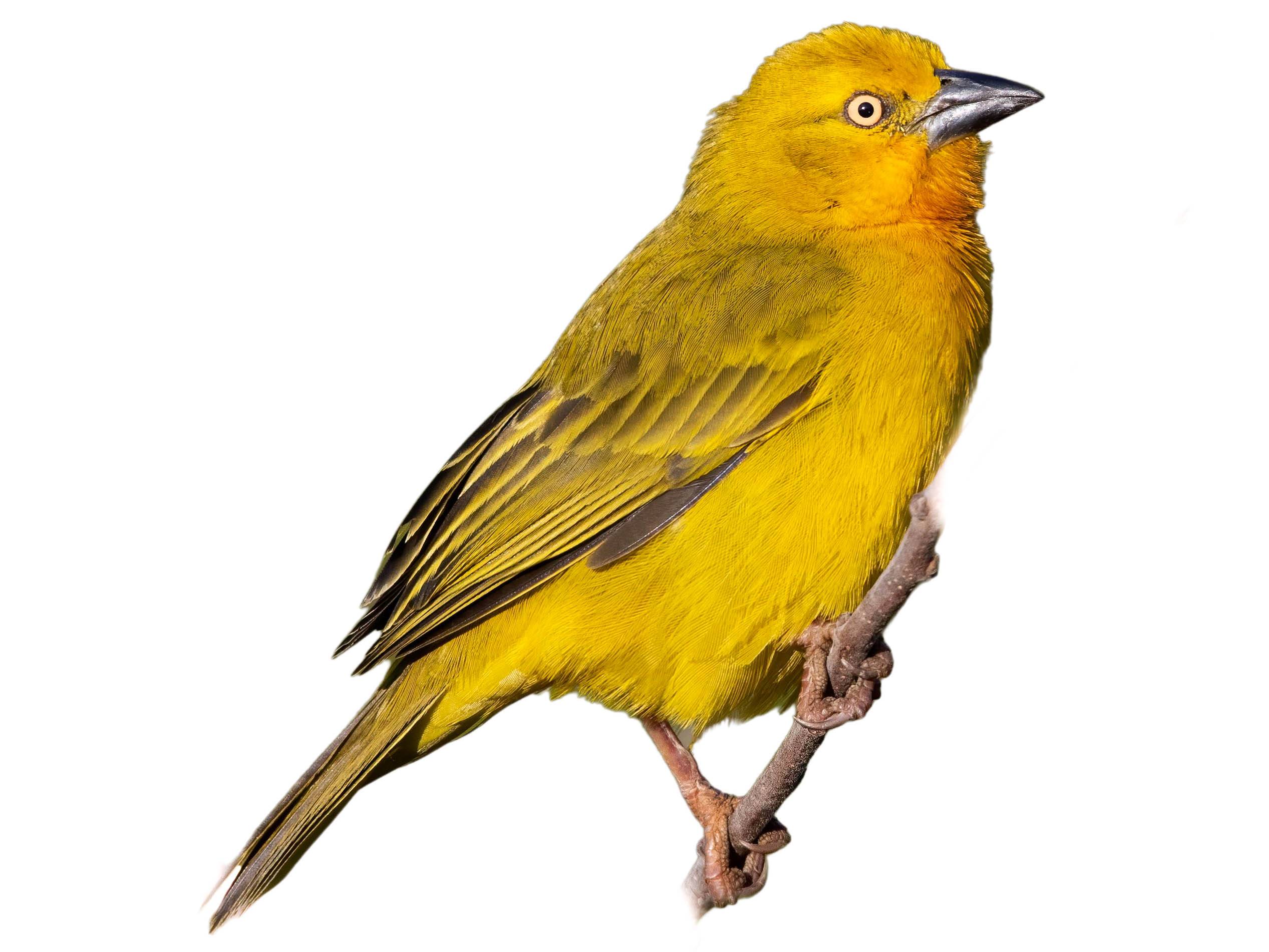 A photo of a Holub's Golden Weaver (Ploceus xanthops), male