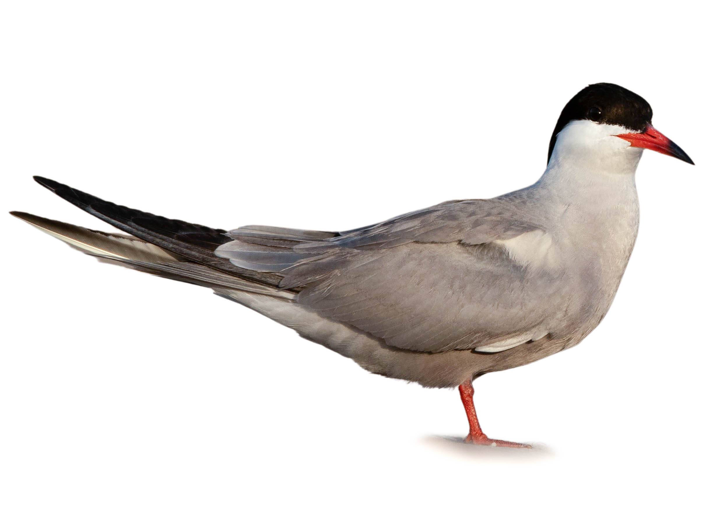 A photo of a White-cheeked Tern (Sterna repressa)