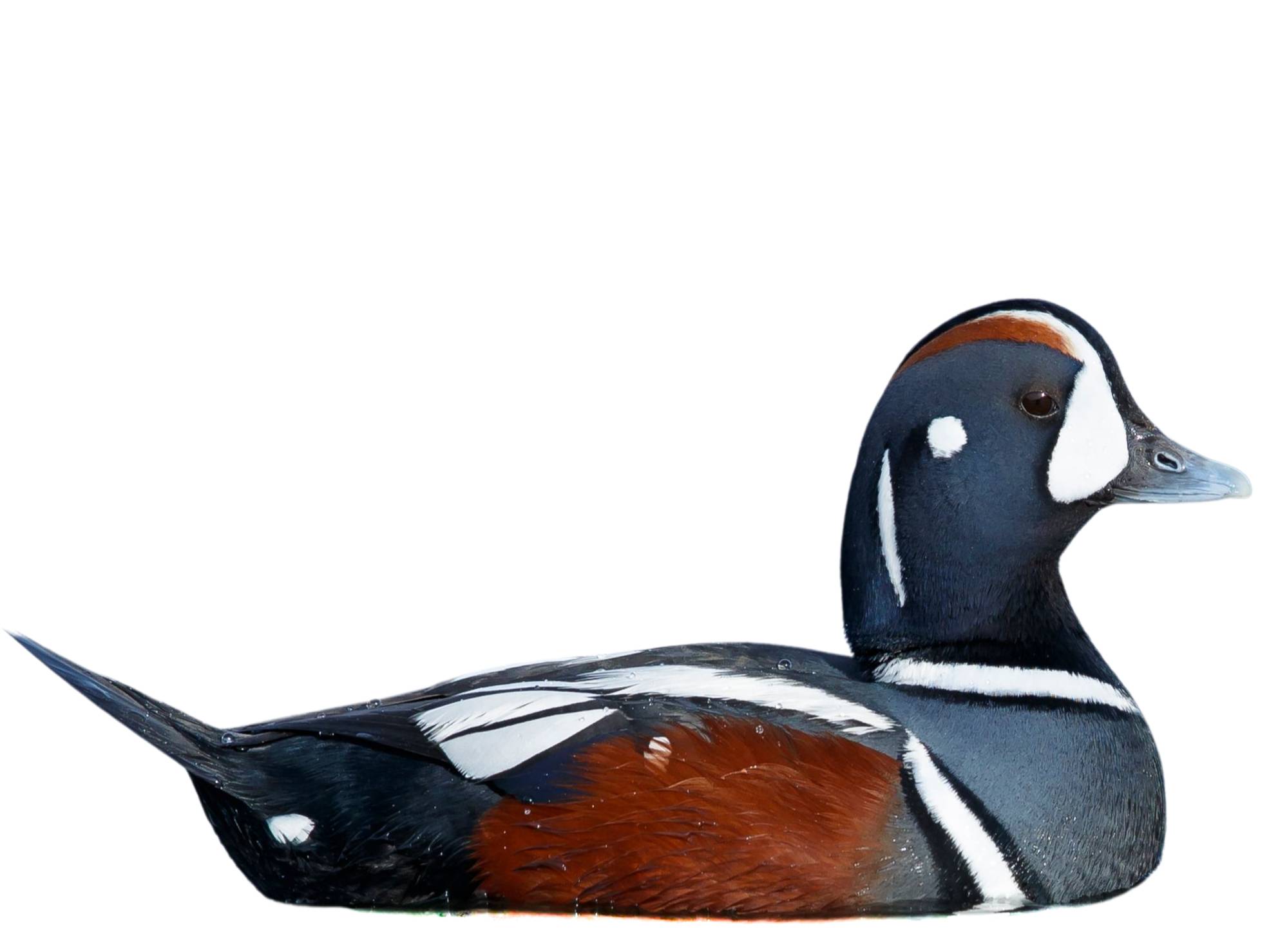 A photo of a Harlequin Duck (Histrionicus histrionicus), male