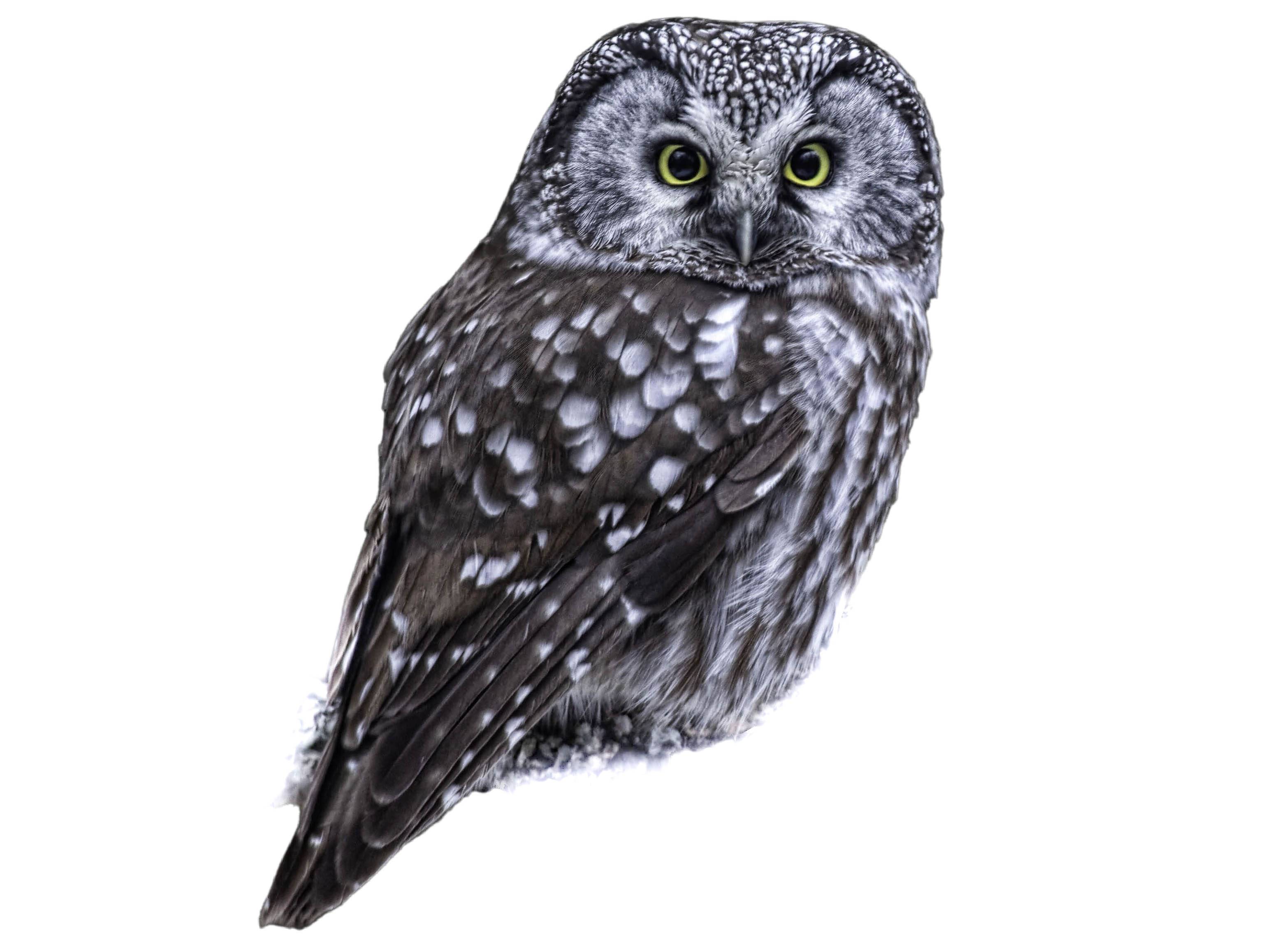 A photo of a Boreal Owl (Aegolius funereus)