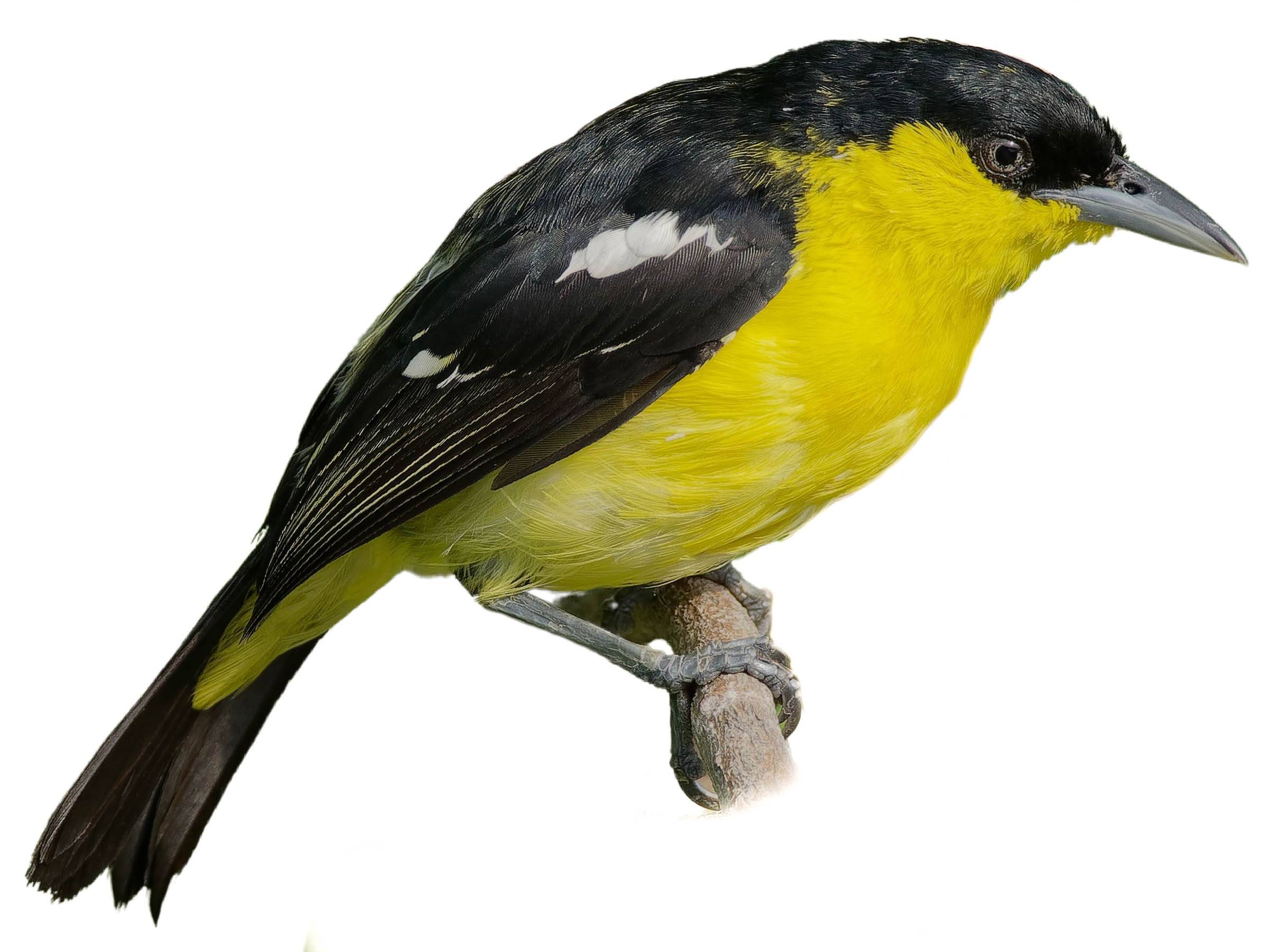 A photo of a Common Iora (Aegithina tiphia), male