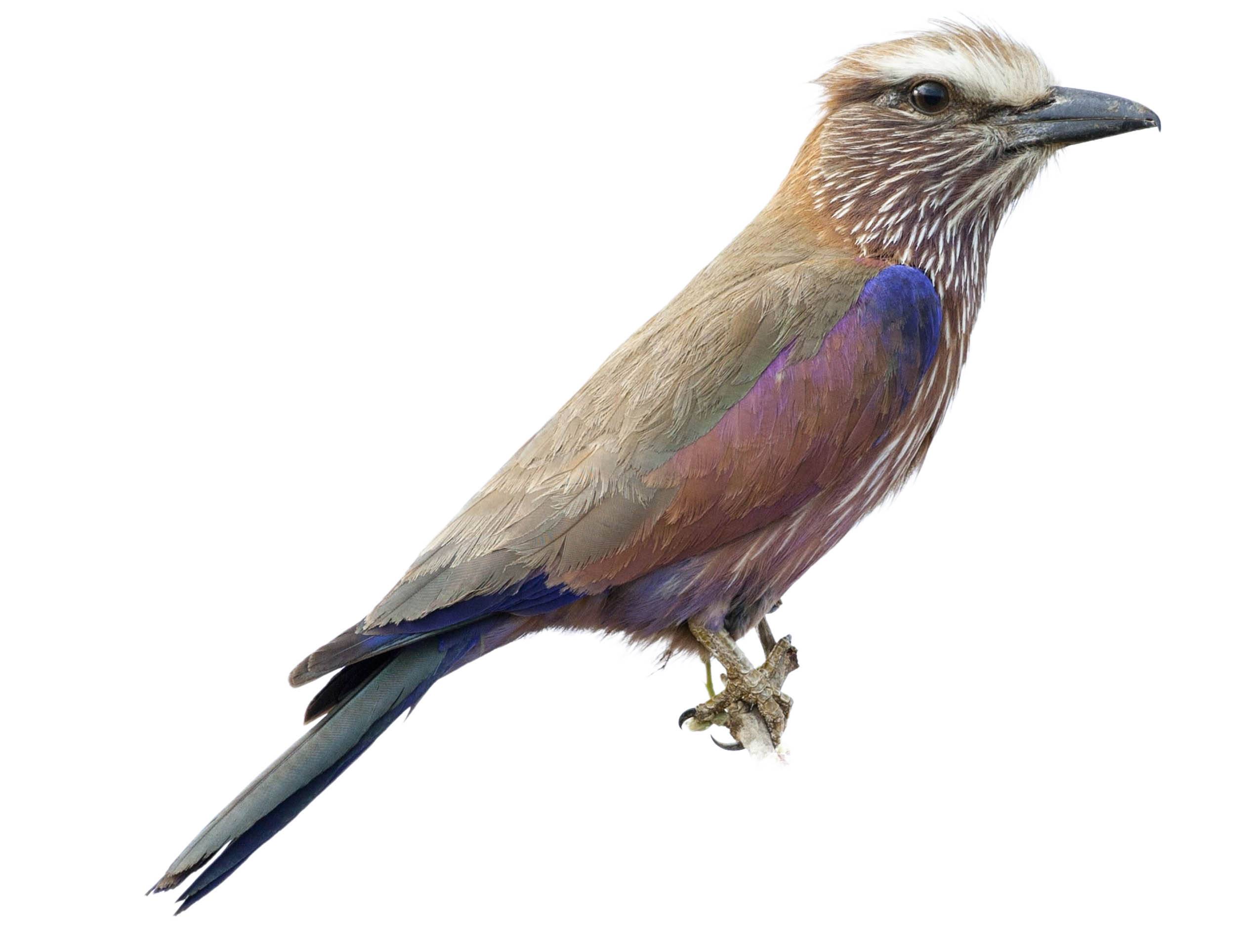 A photo of a Purple Roller (Coracias naevius)