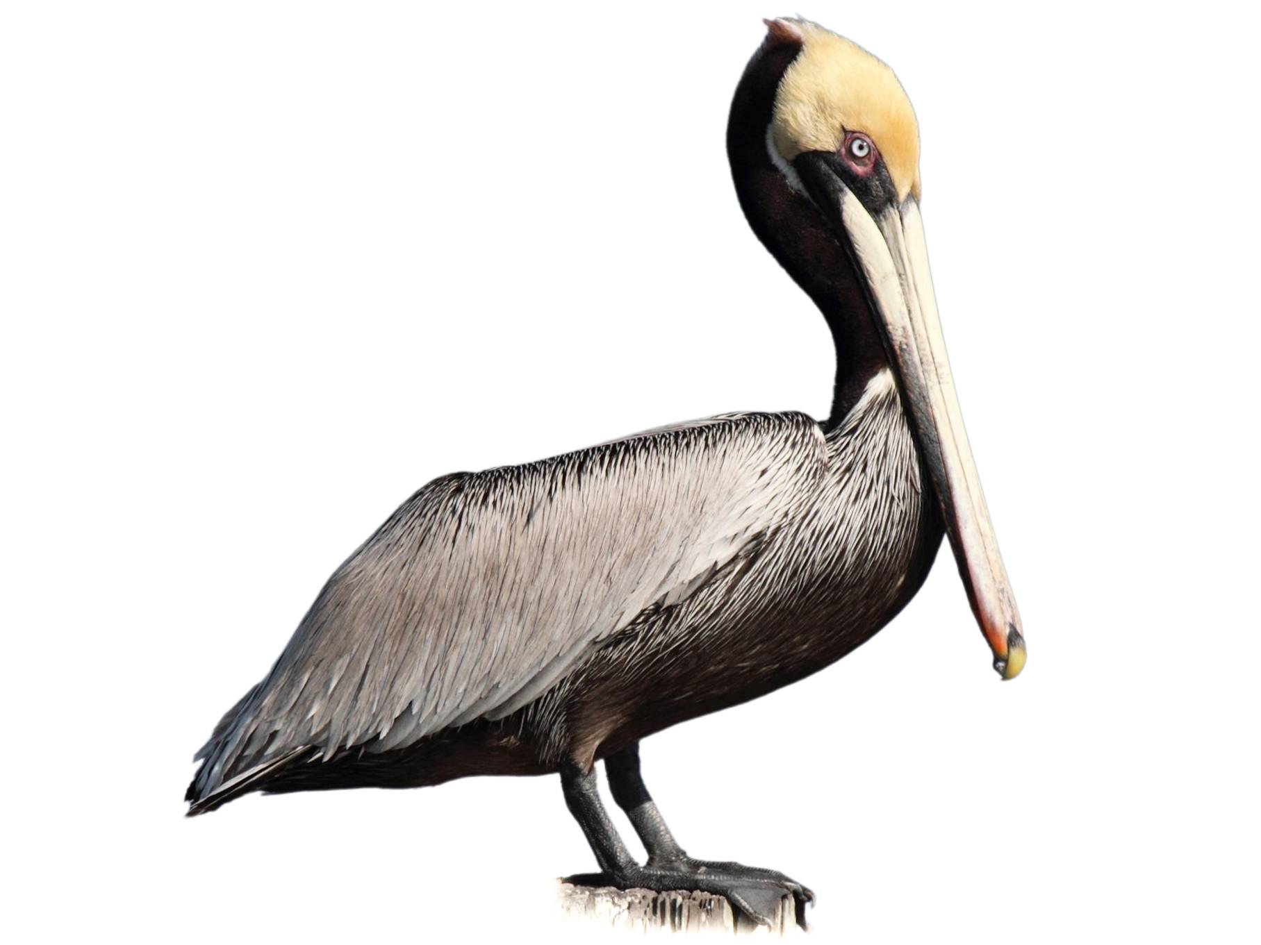 A photo of a Brown Pelican (Pelecanus occidentalis)