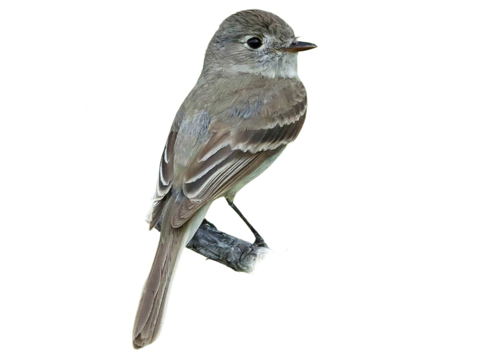 A photo of a American Dusky Flycatcher (Empidonax oberholseri)