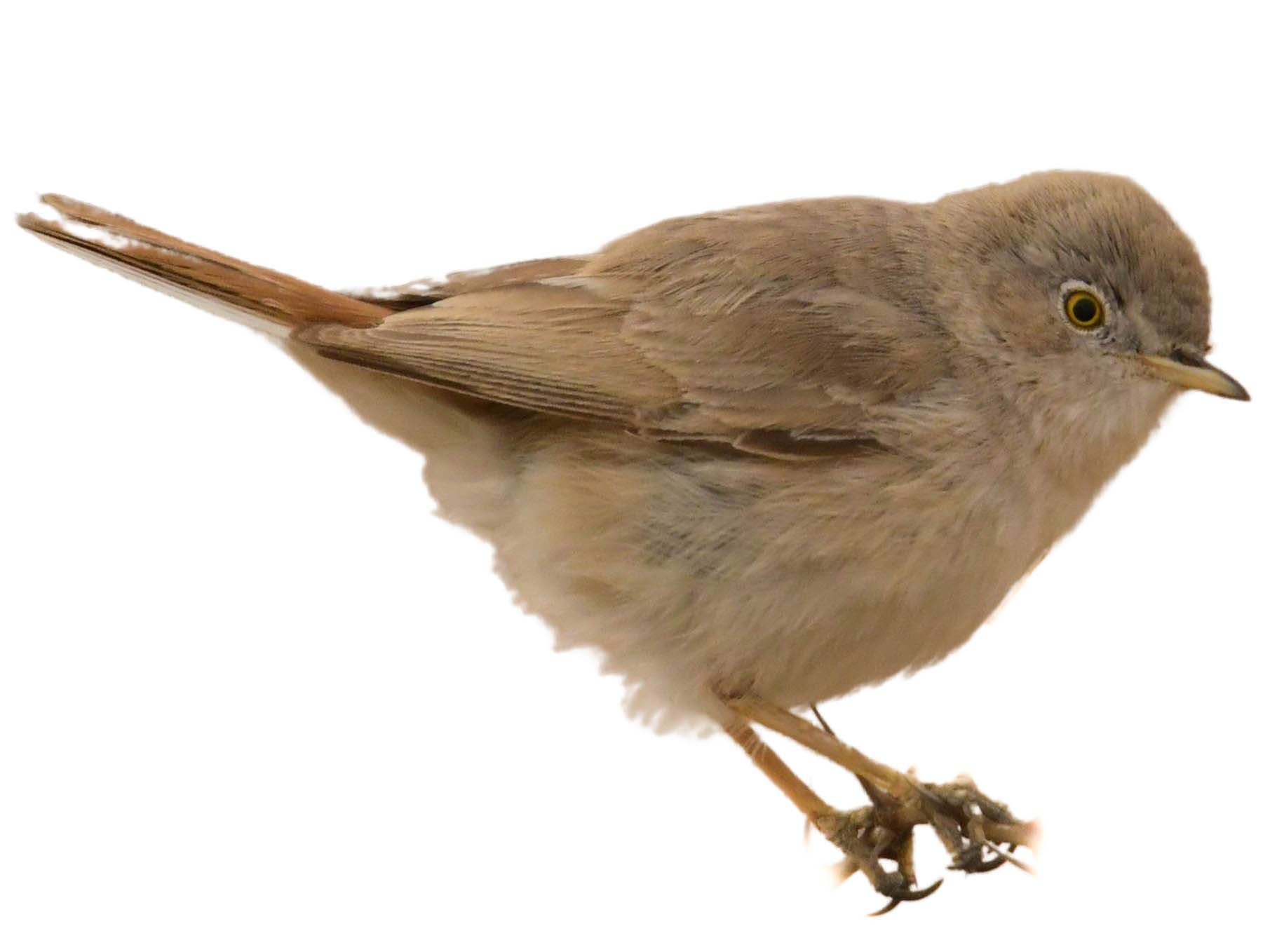 A photo of a Asian Desert Warbler (Curruca nana)