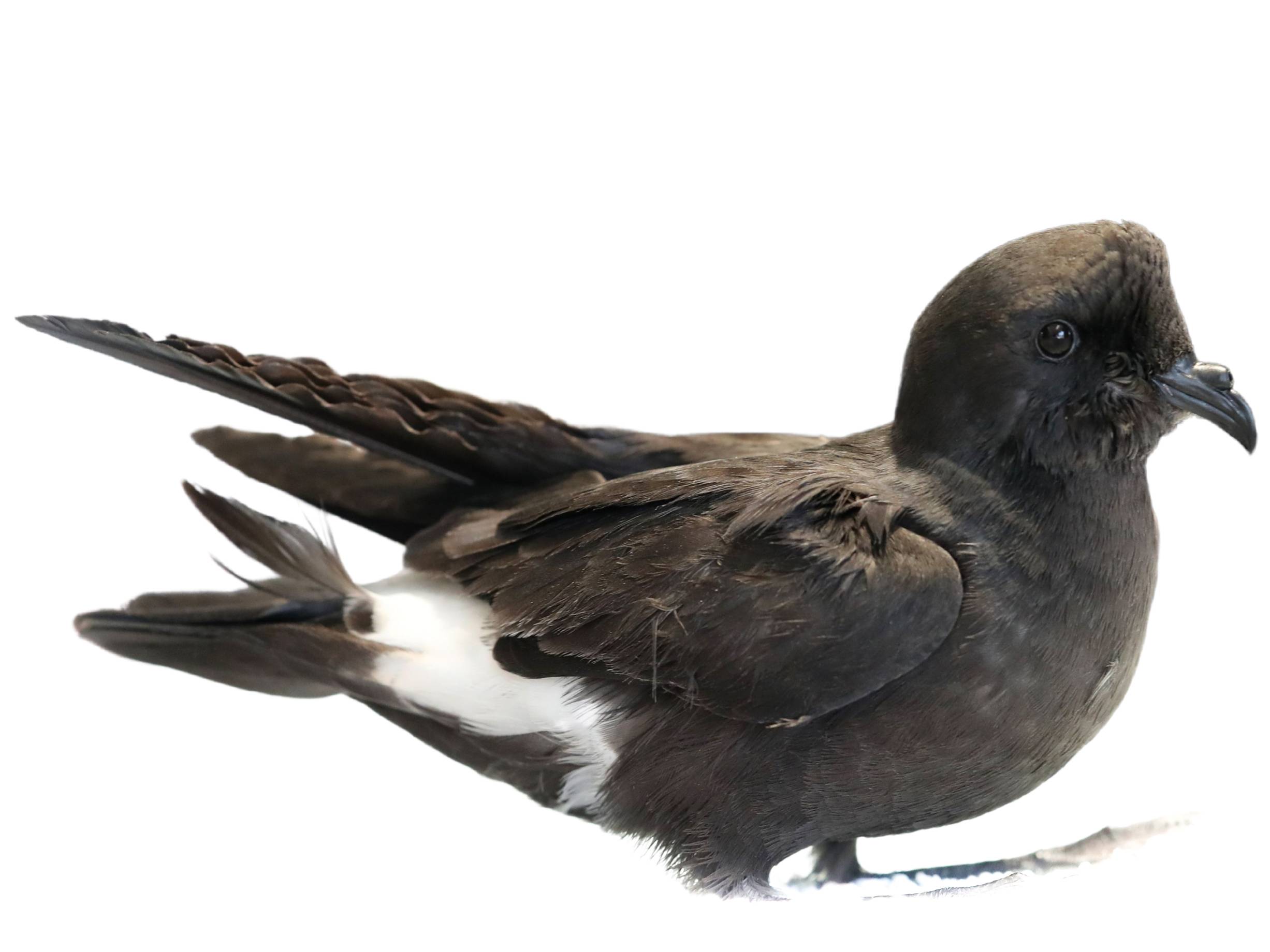 A photo of a European Storm Petrel (Hydrobates pelagicus)