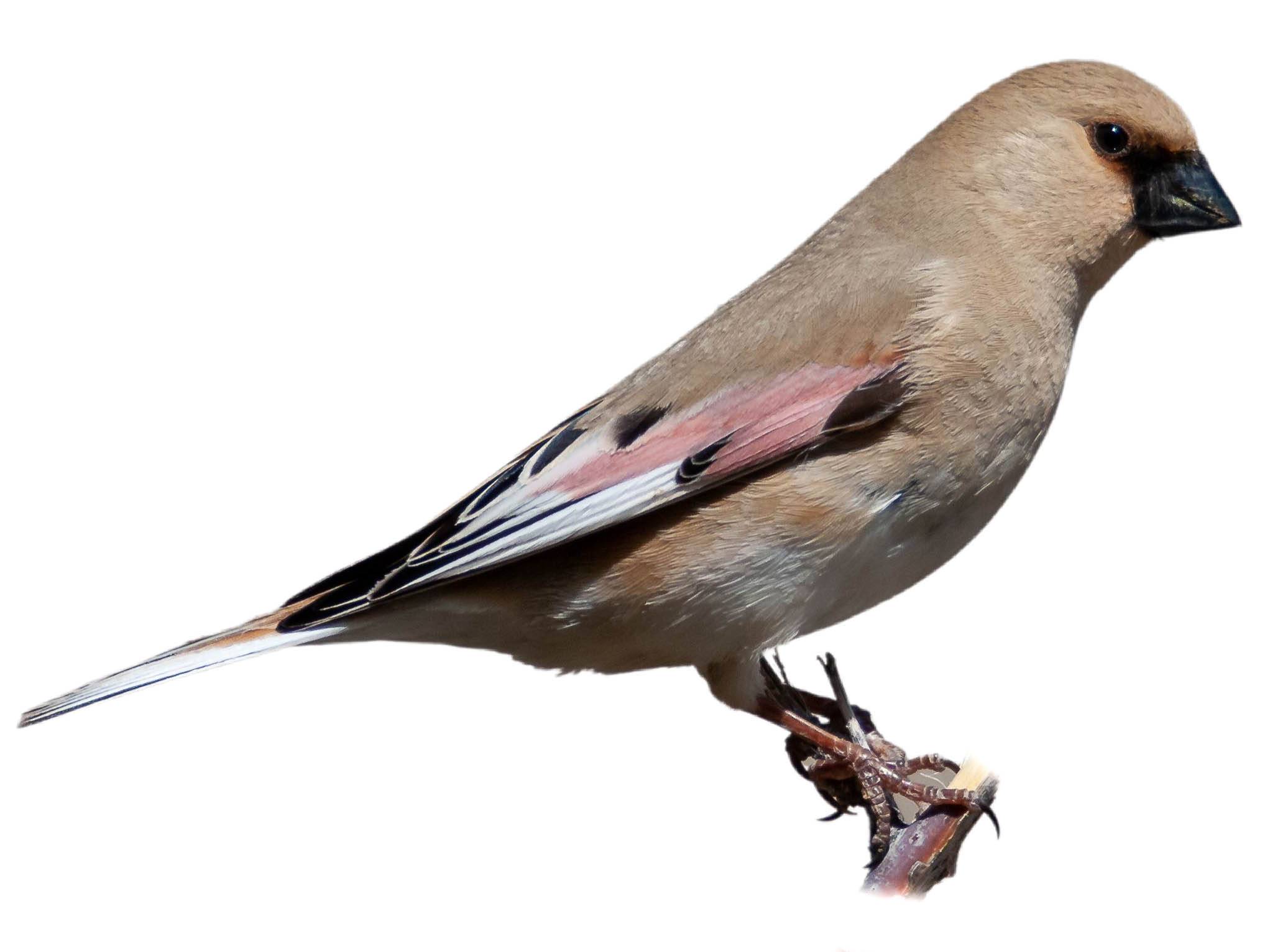 A photo of a Desert Finch (Rhodospiza obsoleta)