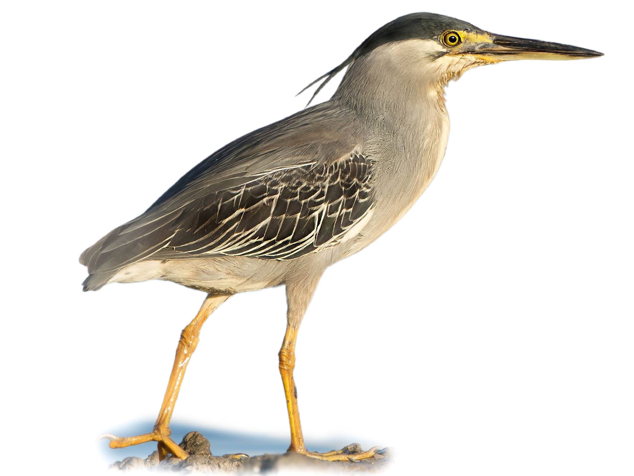 A photo of a Striated Heron (Butorides striata)