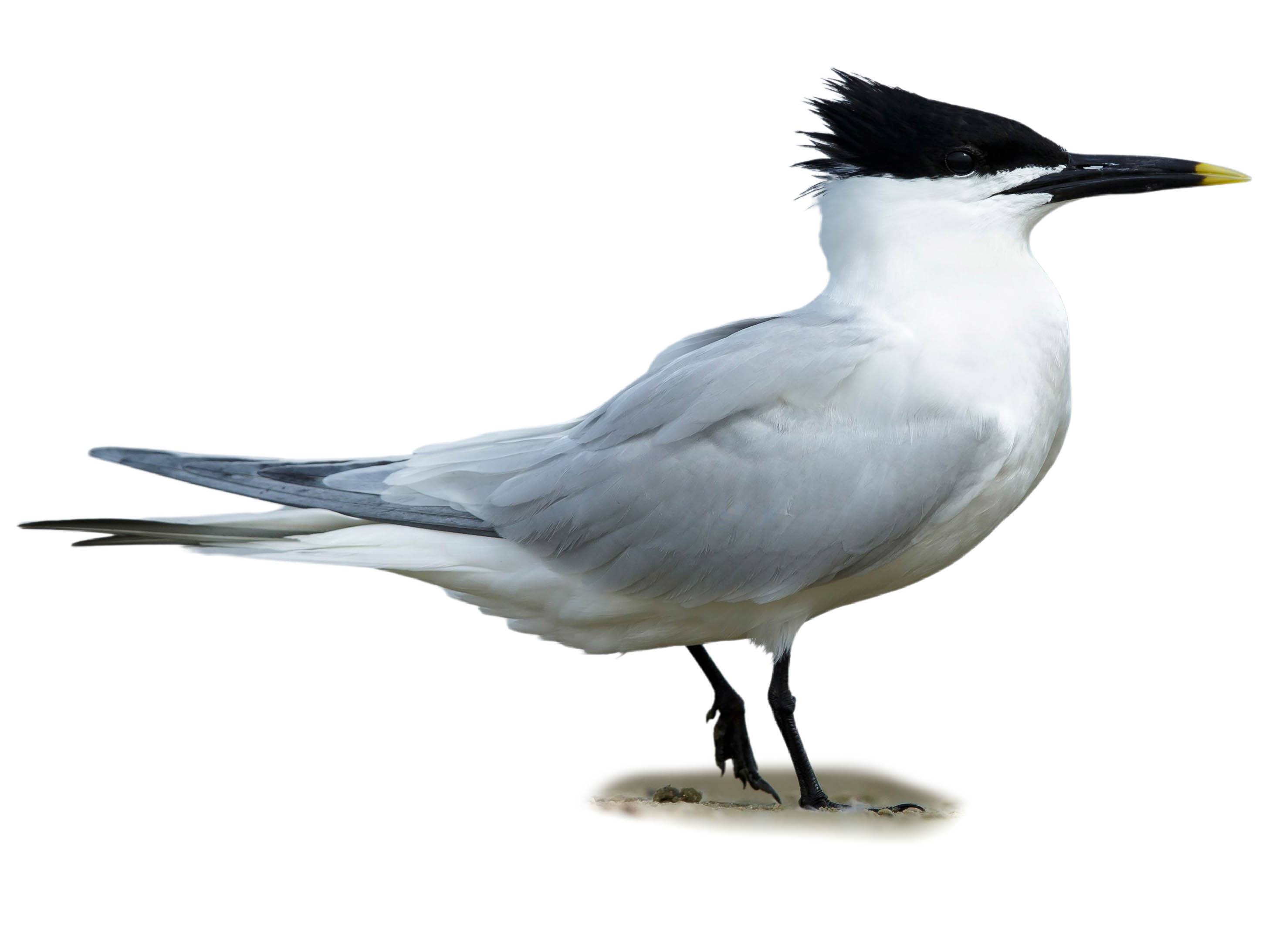 A photo of a Cabot's Tern (Thalasseus acuflavidus)