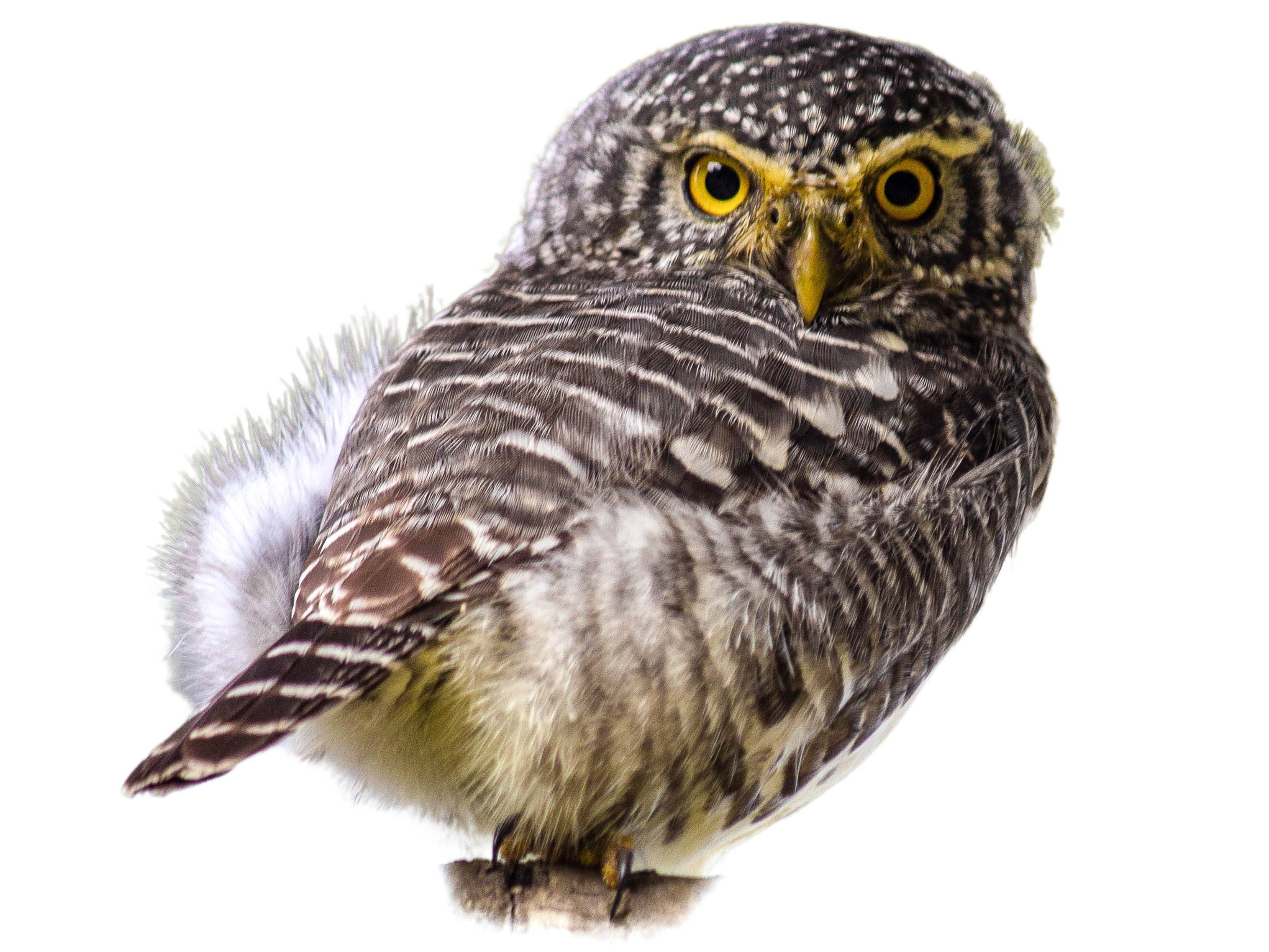A photo of a Collared Owlet (Taenioptynx brodiei)