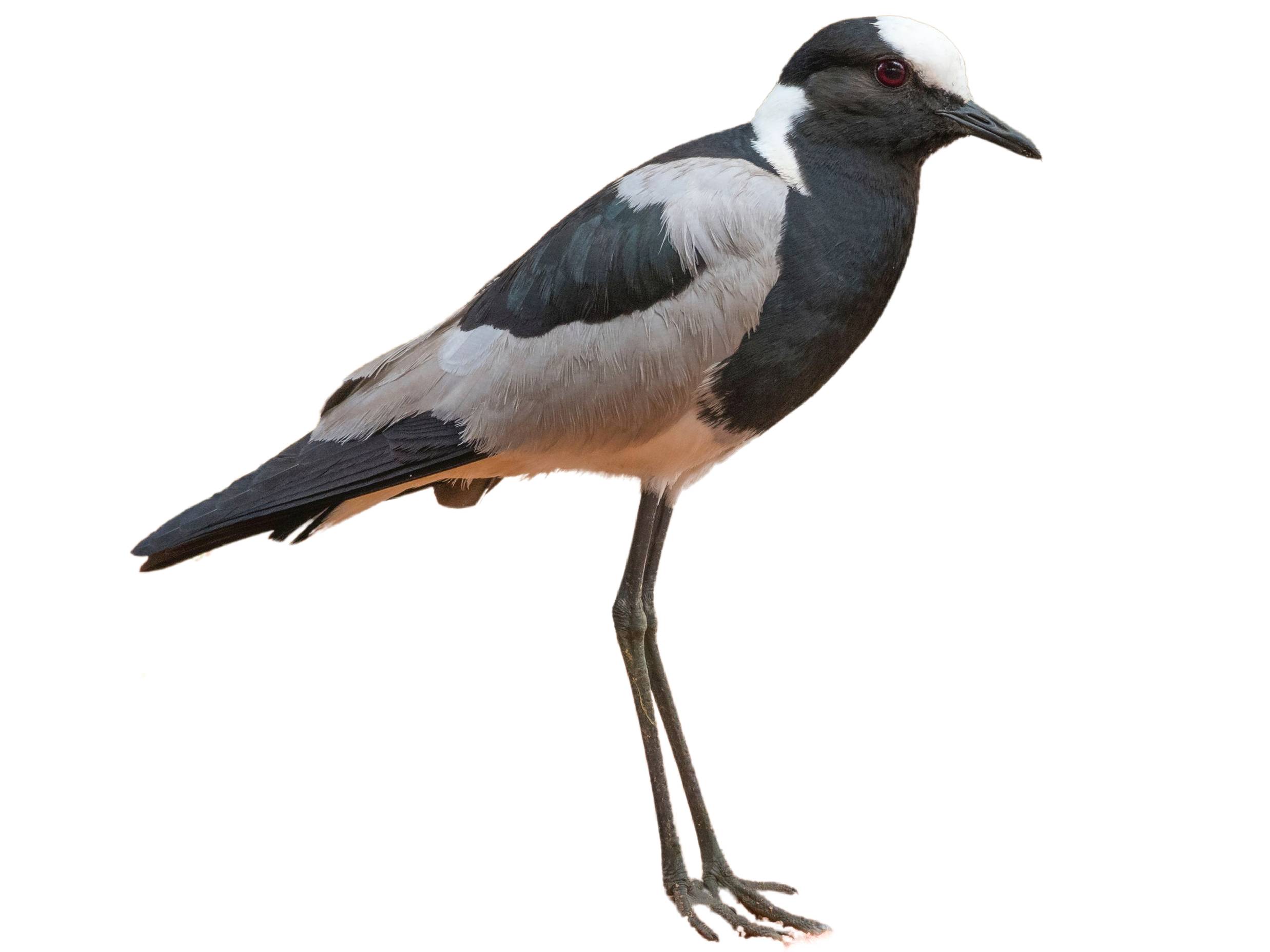 A photo of a Blacksmith Lapwing (Vanellus armatus)