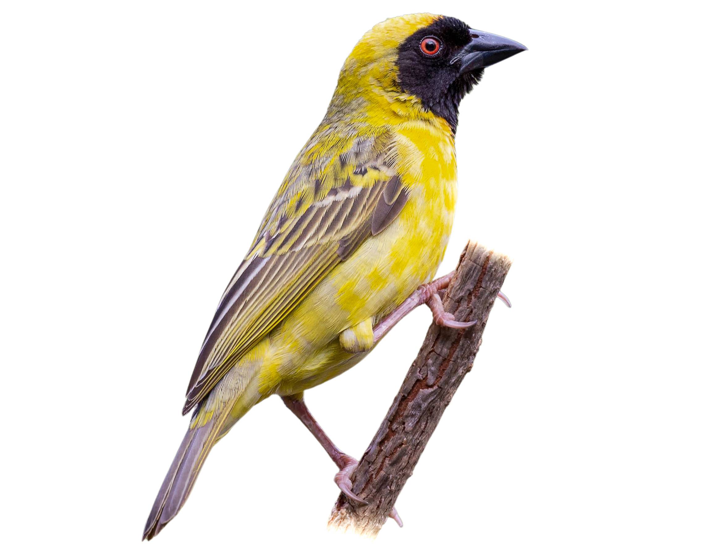 A photo of a Southern Masked Weaver (Ploceus velatus), male