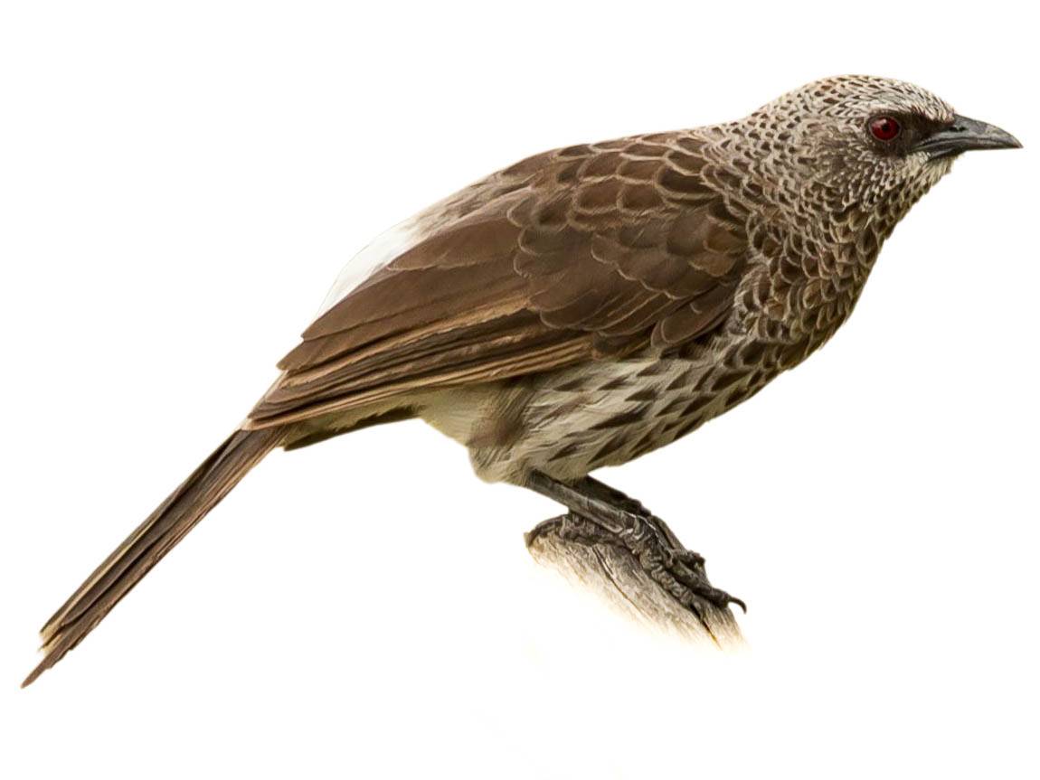 A photo of a Hartlaub's Babbler (Turdoides hartlaubii)