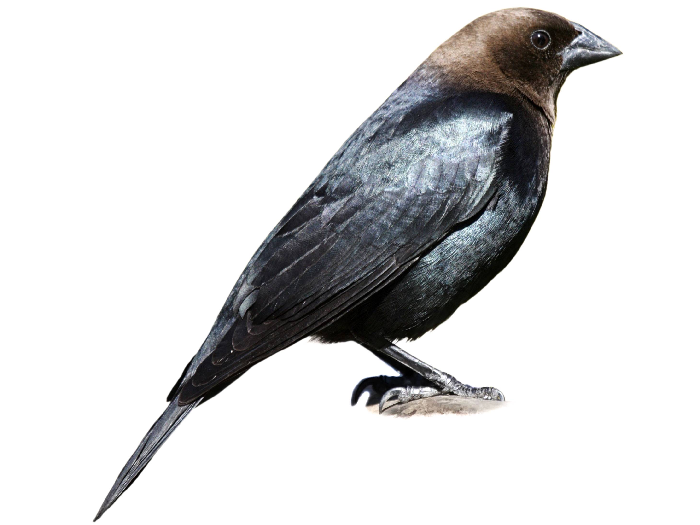 A photo of a Brown-headed Cowbird (Molothrus ater), male