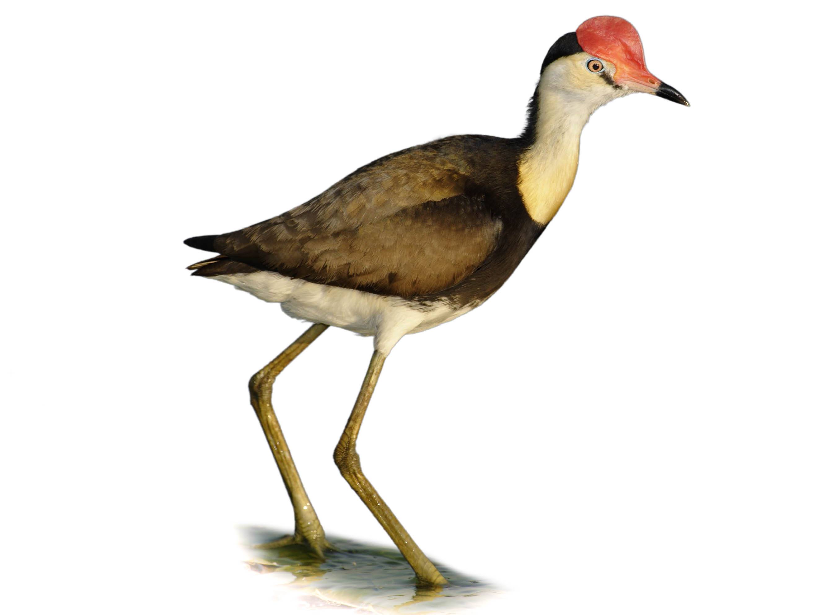 A photo of a Comb-crested Jacana (Irediparra gallinacea)