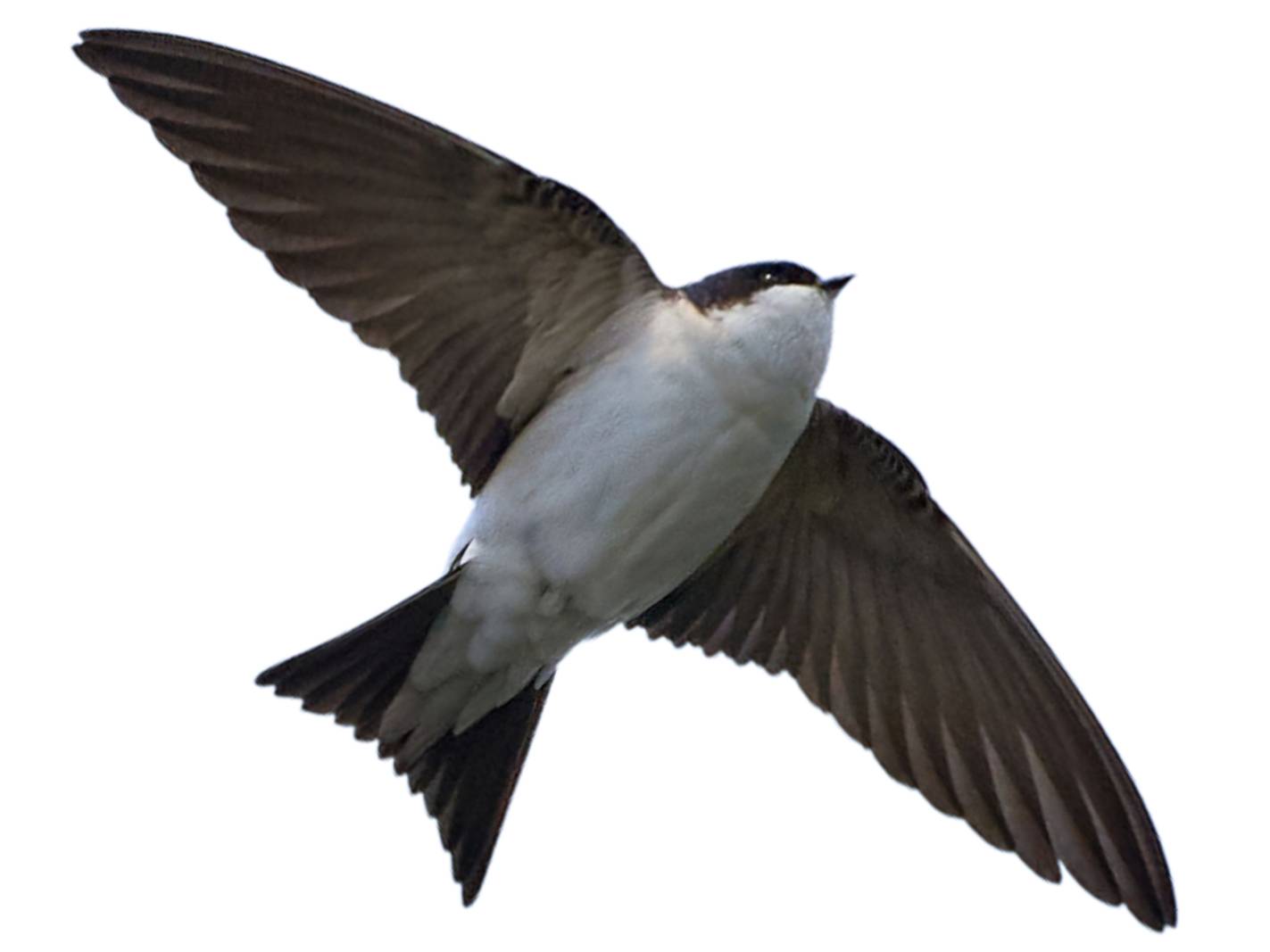 A photo of a Common House Martin (Delichon urbicum)